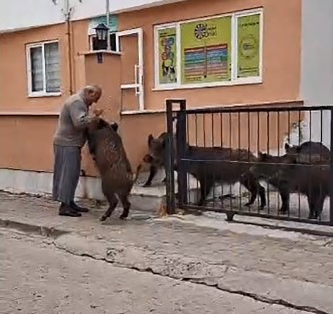 Domuzları Şehirlere Alıştırdılar.. Eliyle Yemek Verdi (3)