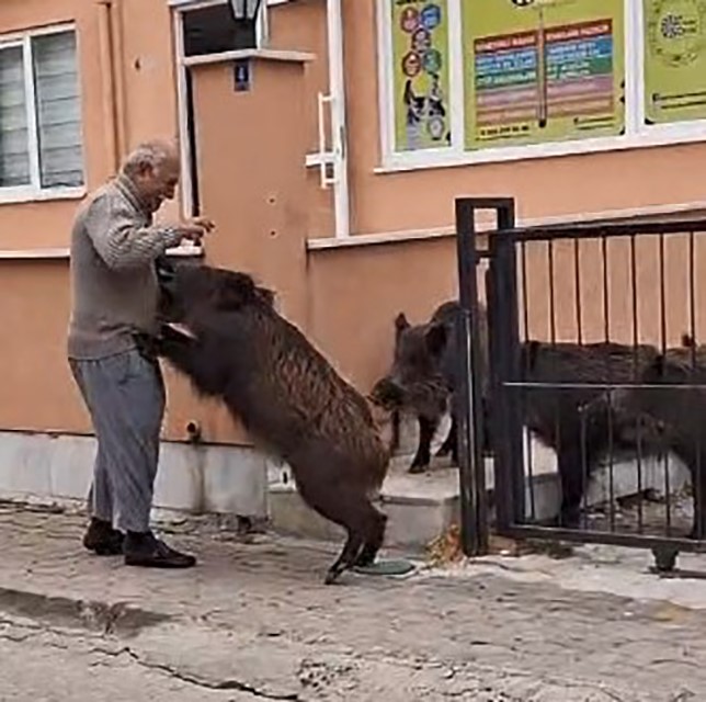 Domuzları Şehirlere Alıştırdılar.. Eliyle Yemek Verdi