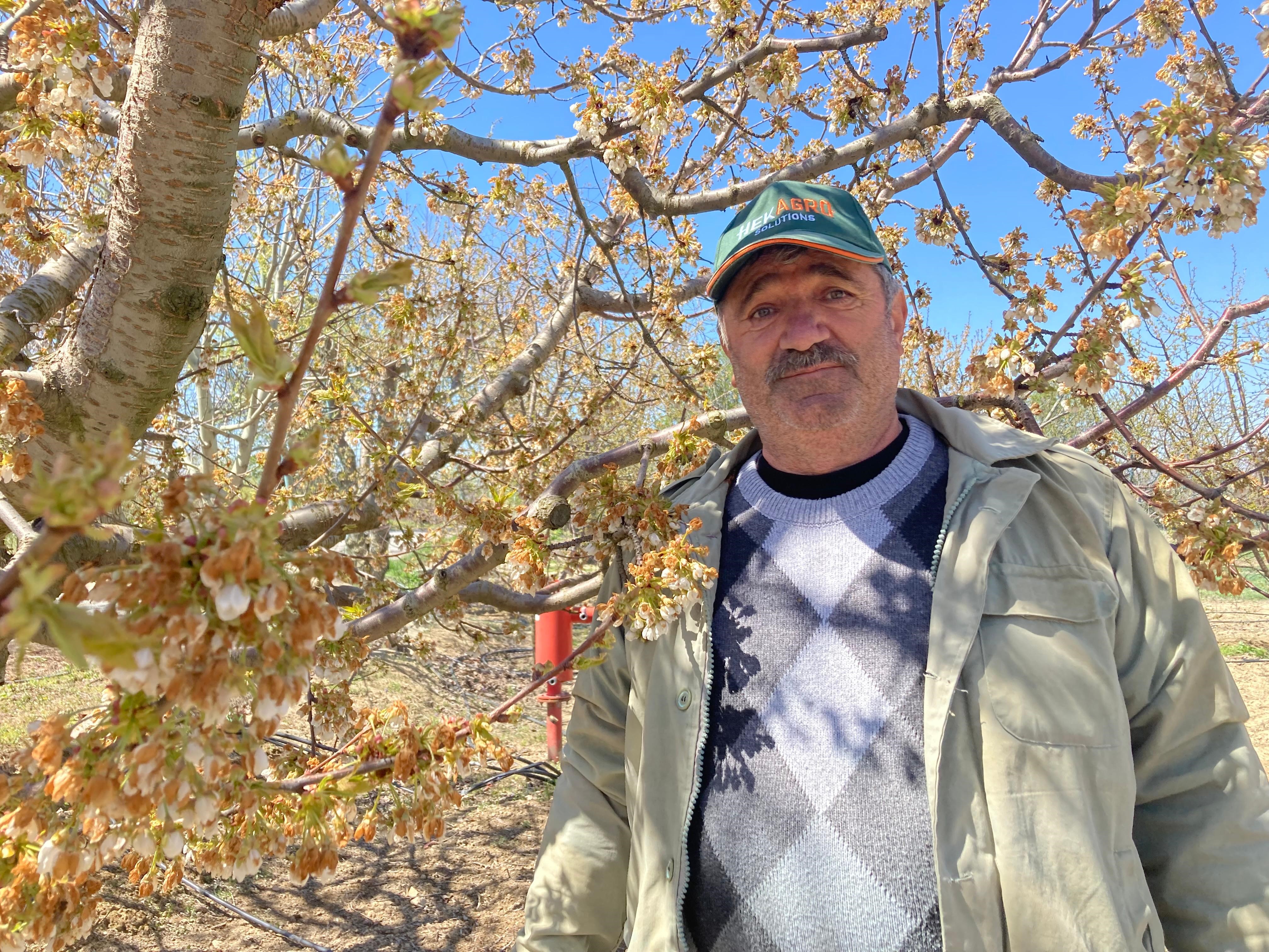 Dünya Sofralarını Süsleyen ‘Napolyon' Kirazından Kötü Haber (3)