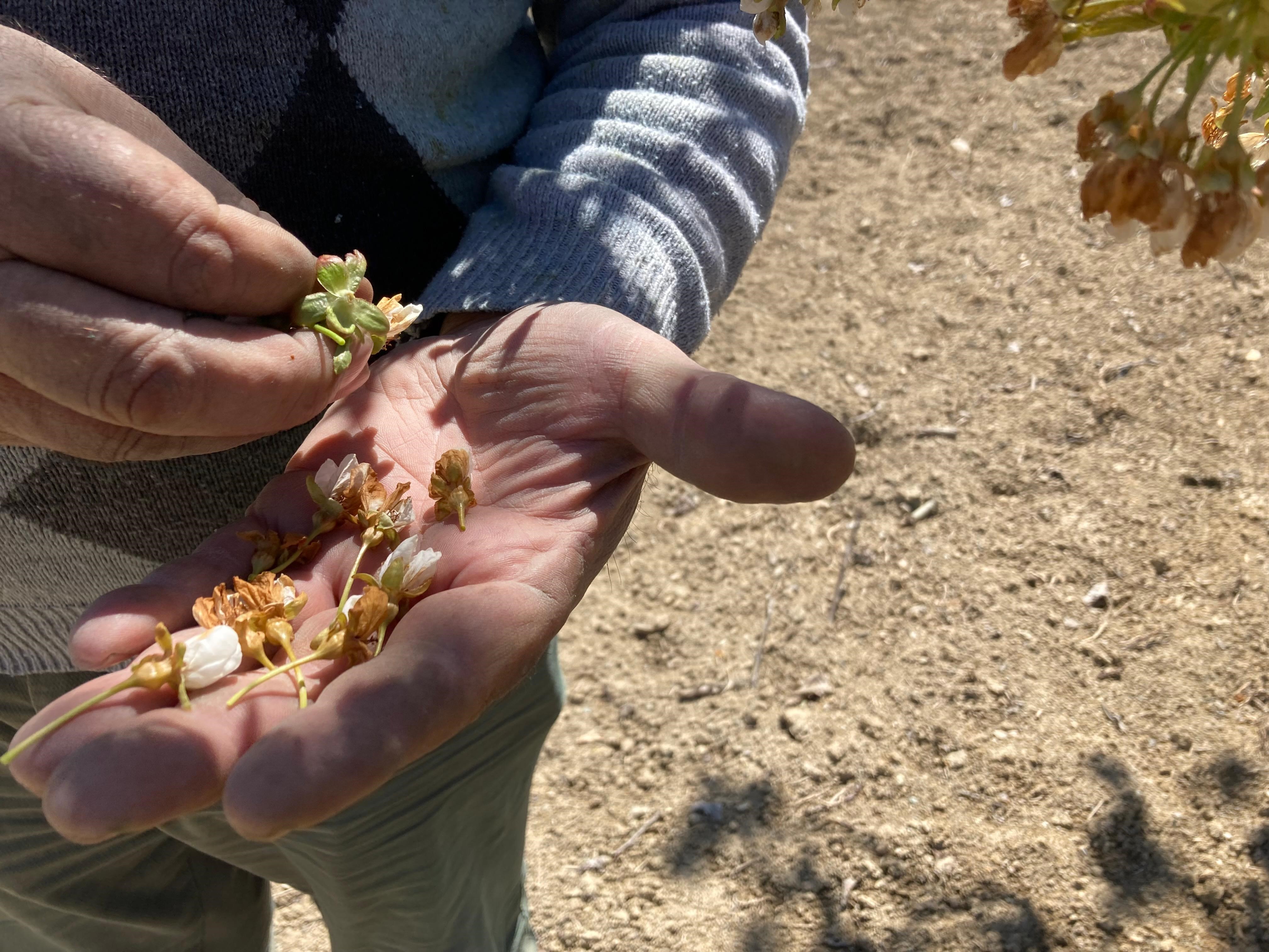 Dünya Sofralarını Süsleyen ‘Napolyon' Kirazından Kötü Haber