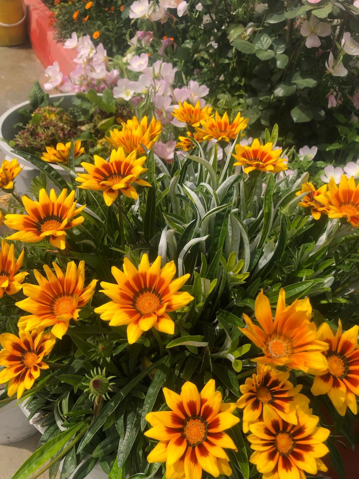 İmam, Camiyi Çiçek Bahçesine Çevirdi (3)