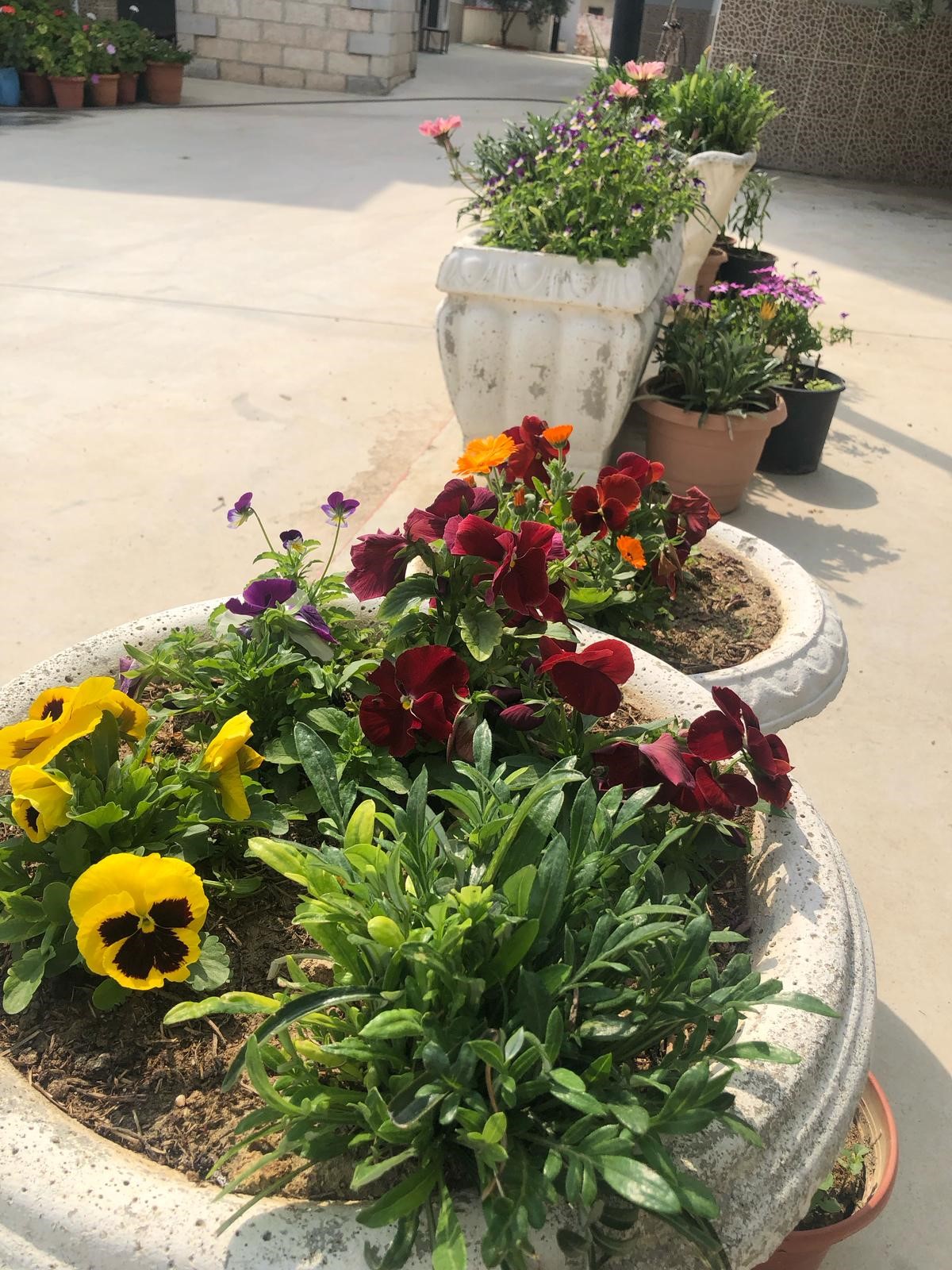 İmam, Camiyi Çiçek Bahçesine Çevirdi (4)