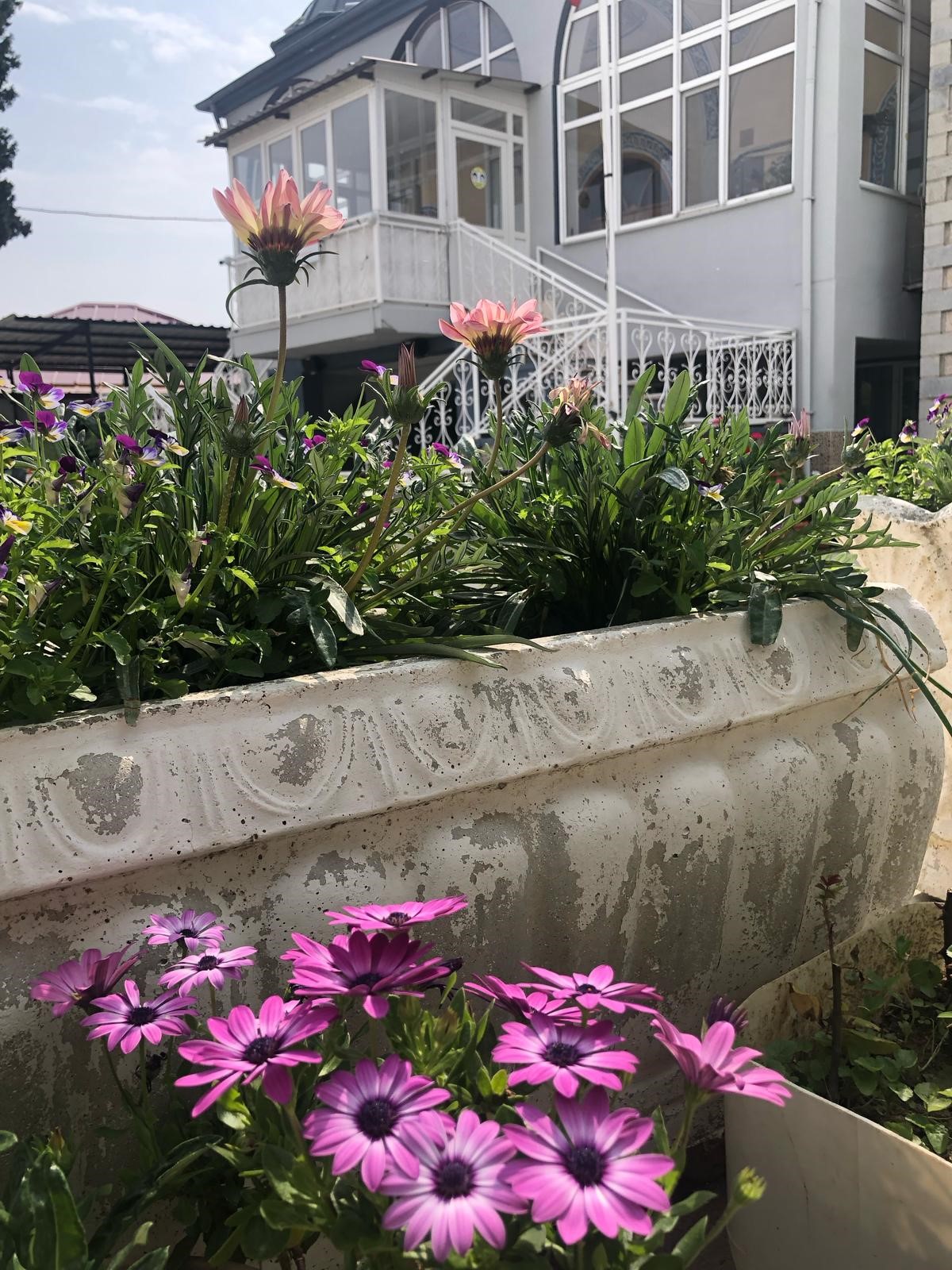 İmam, Camiyi Çiçek Bahçesine Çevirdi (5)