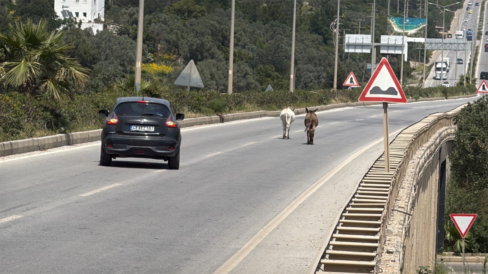 Muğla’da Karayoluna Çıkan Eşekler Radara Yakalandı (3)