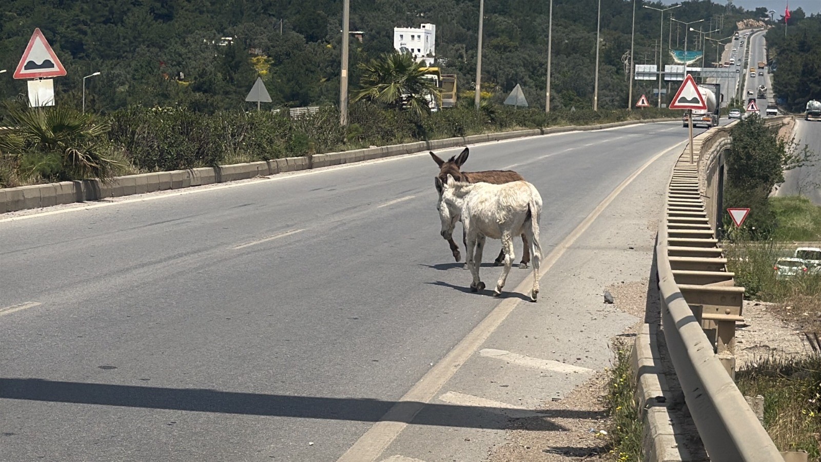 Muğla’da Karayoluna Çıkan Eşekler Radara Yakalandı (4)