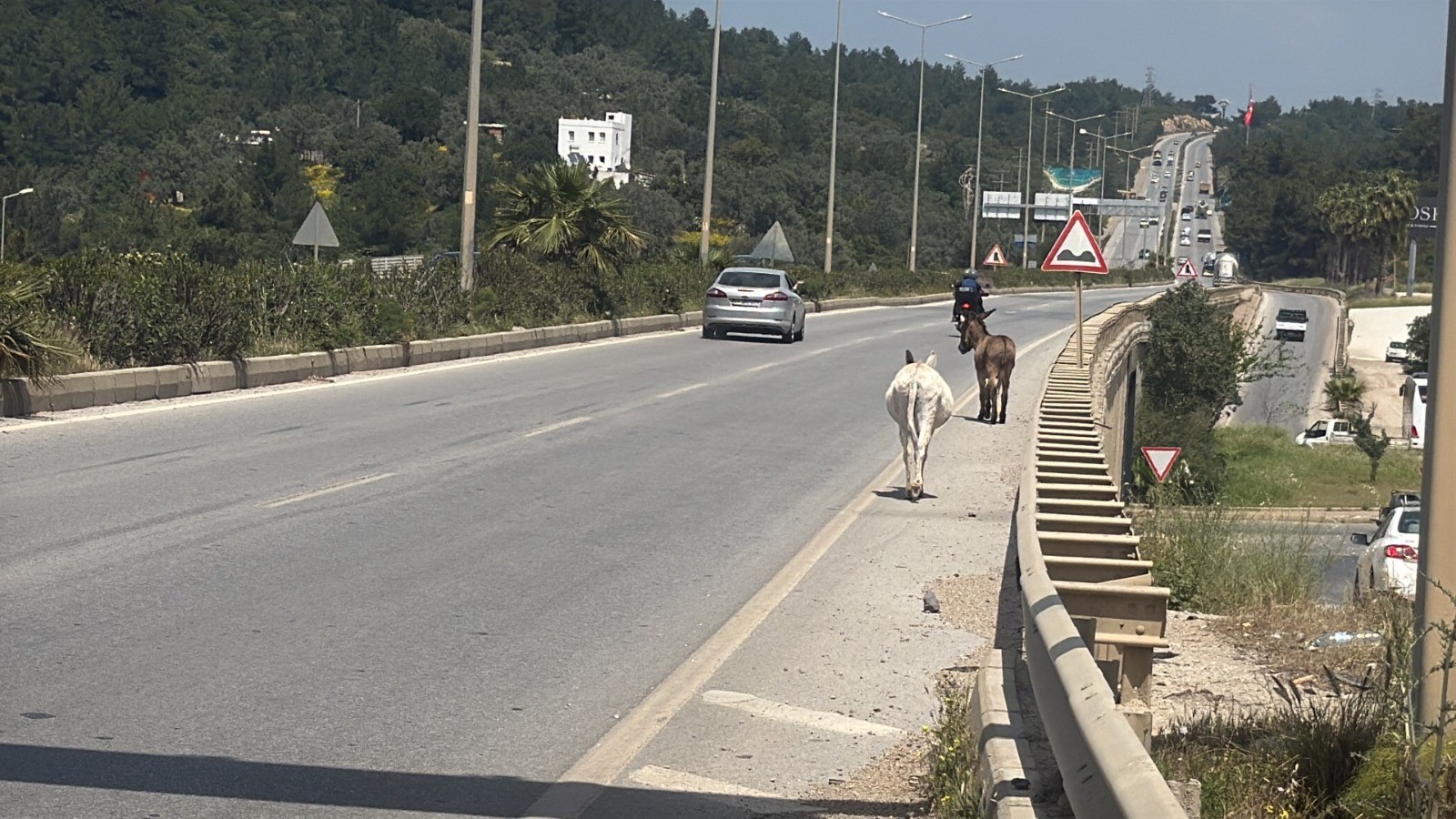Muğla’da Karayoluna Çıkan Eşekler Radara Yakalandı (5)