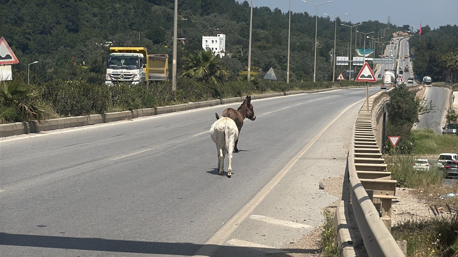 Muğla’da Karayoluna Çıkan Eşekler Radara Yakalandı (6)