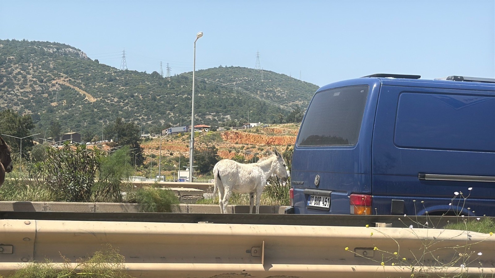 Muğla’da Karayoluna Çıkan Eşekler Radara Yakalandı