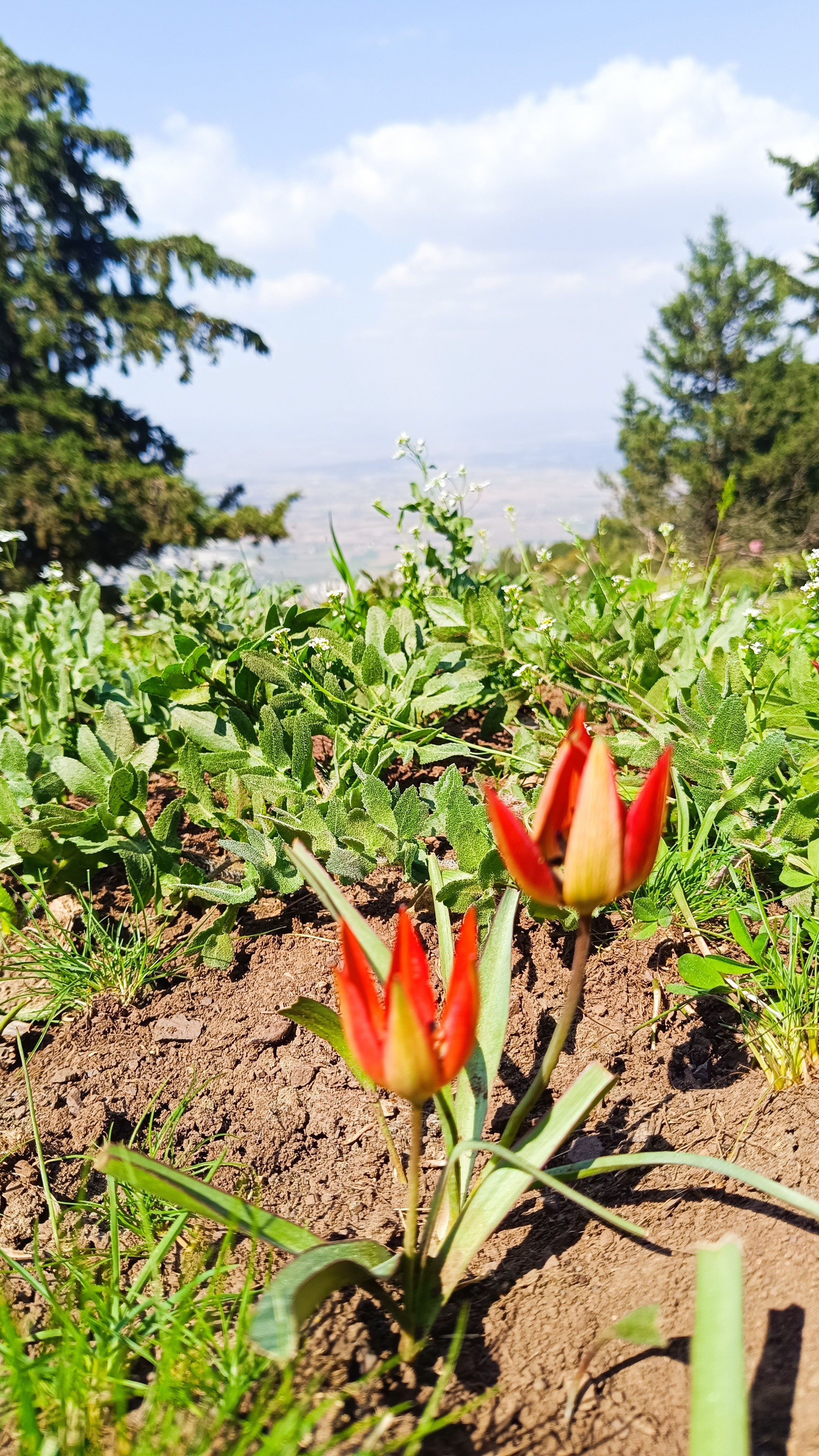 Senede Bir Kere Açıyor, Sadece 10 Gün Yaşıyor (3)