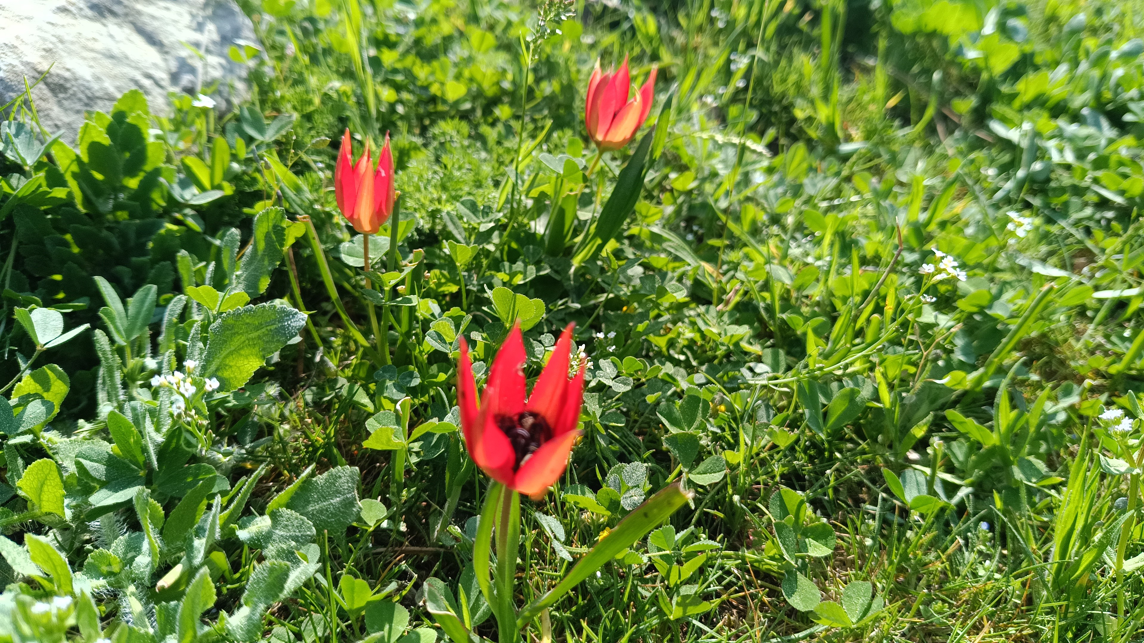 Senede Bir Kere Açıyor, Sadece 10 Gün Yaşıyor (5)