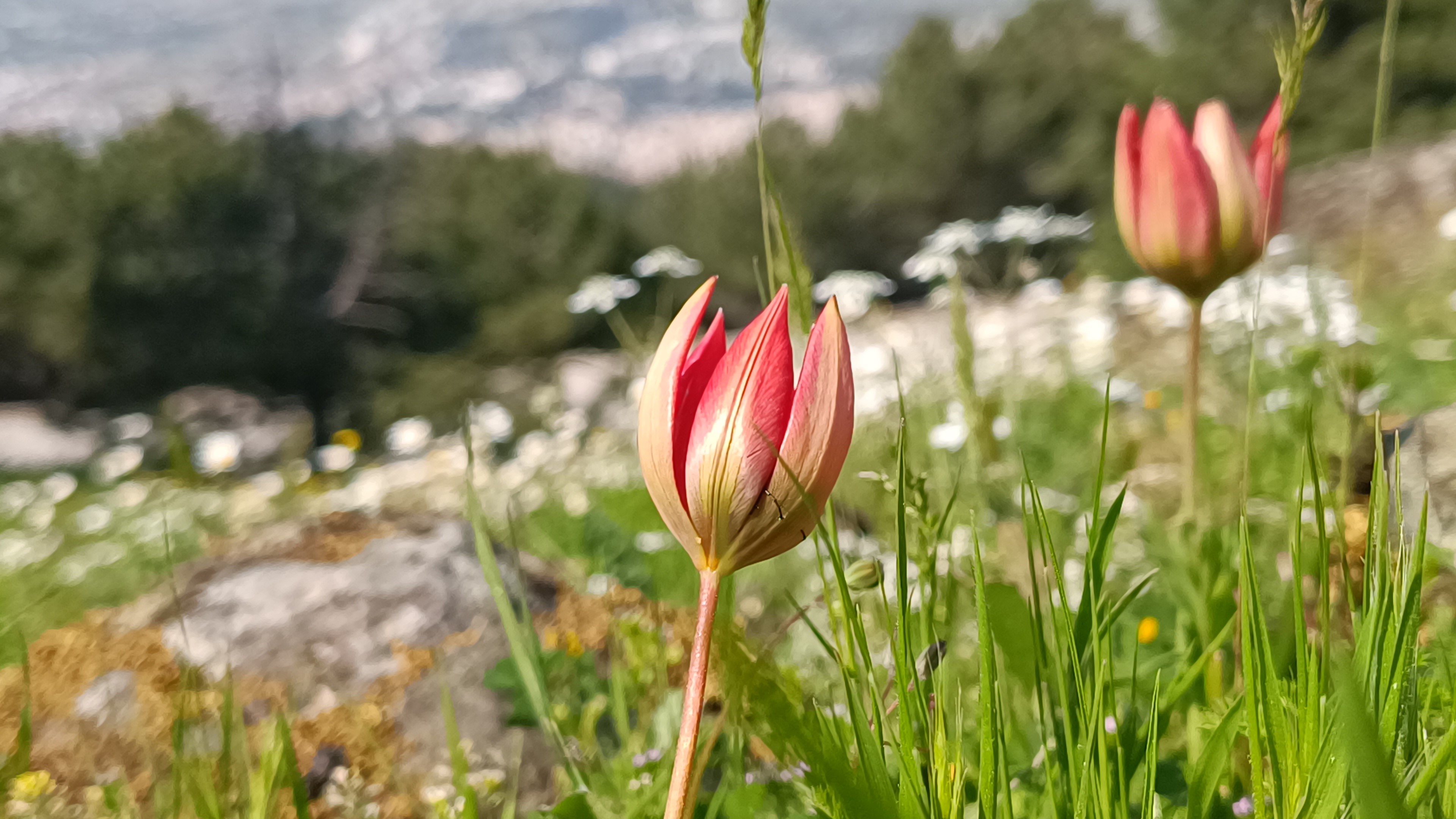 Senede Bir Kere Açıyor, Sadece 10 Gün Yaşıyor (8)