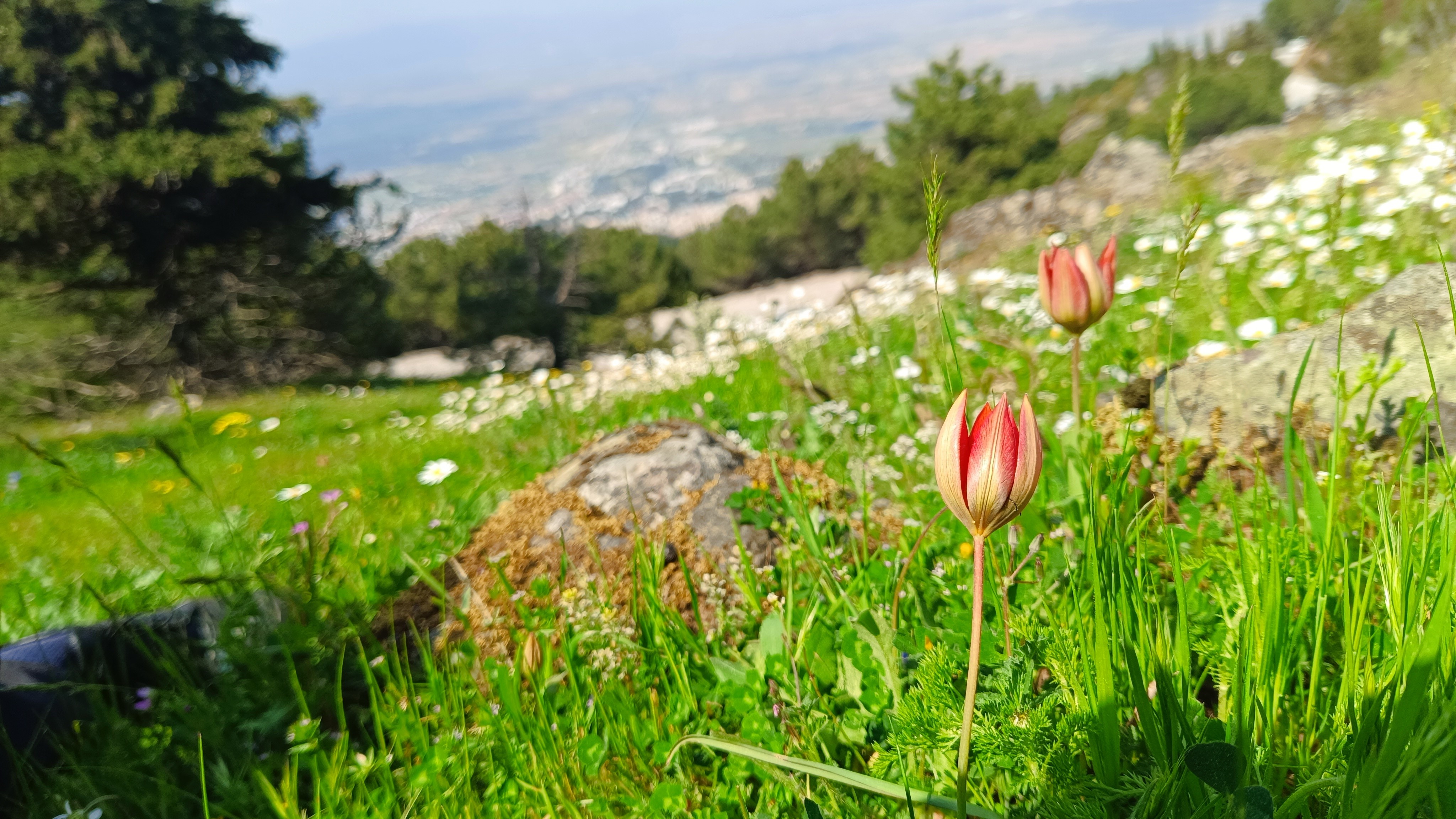 Senede Bir Kere Açıyor, Sadece 10 Gün Yaşıyor (9)