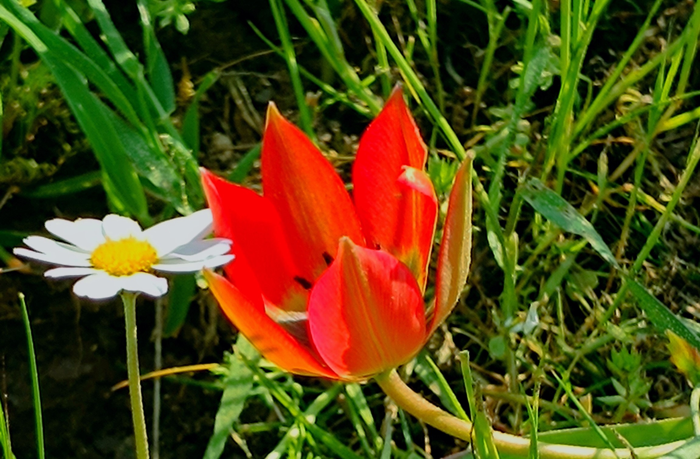 Senede Bir Kere Açıyor, Sadece 10 Gün Yaşıyor