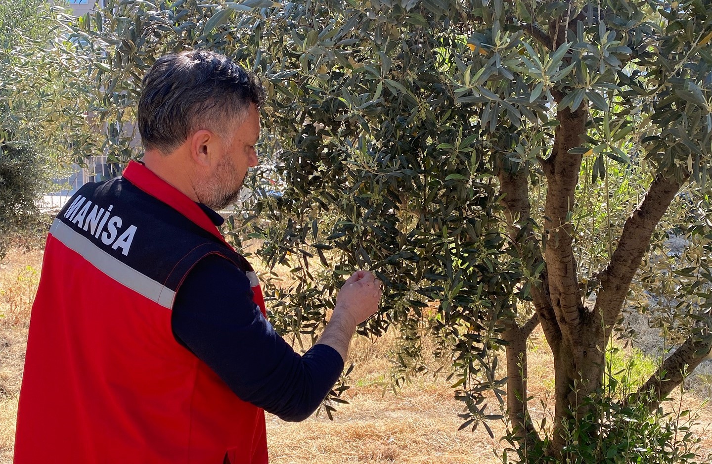 Zeytine Dikkat.. Pamuklu Bit Uyarısı Yapıldı