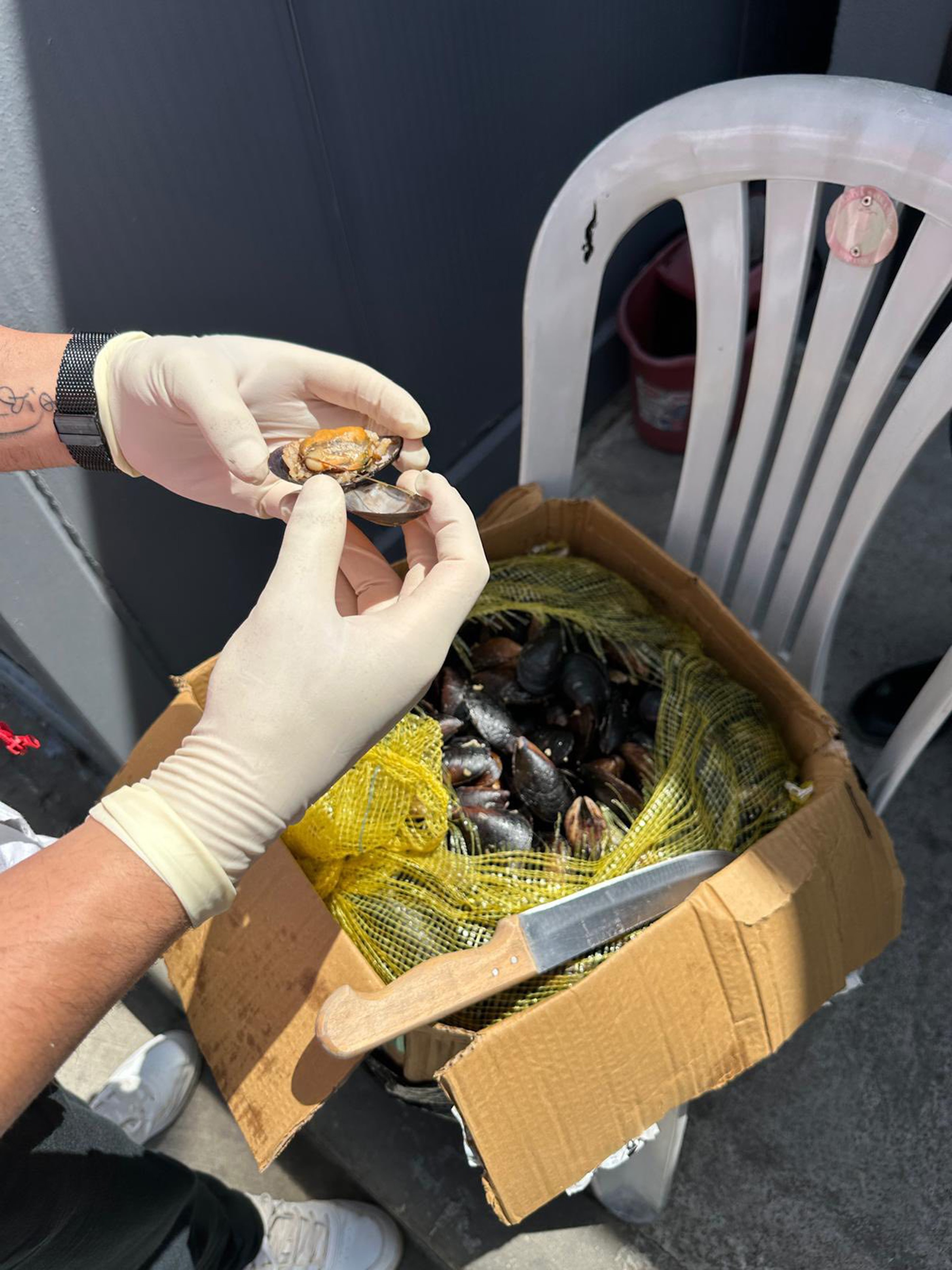 100 Kilogram Sağlıksız Midyeye El Konuldu (2)