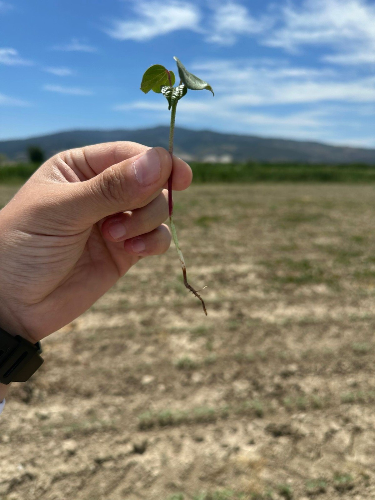 Aydın’da Çiftçileri Korkutan Gelişme (2)