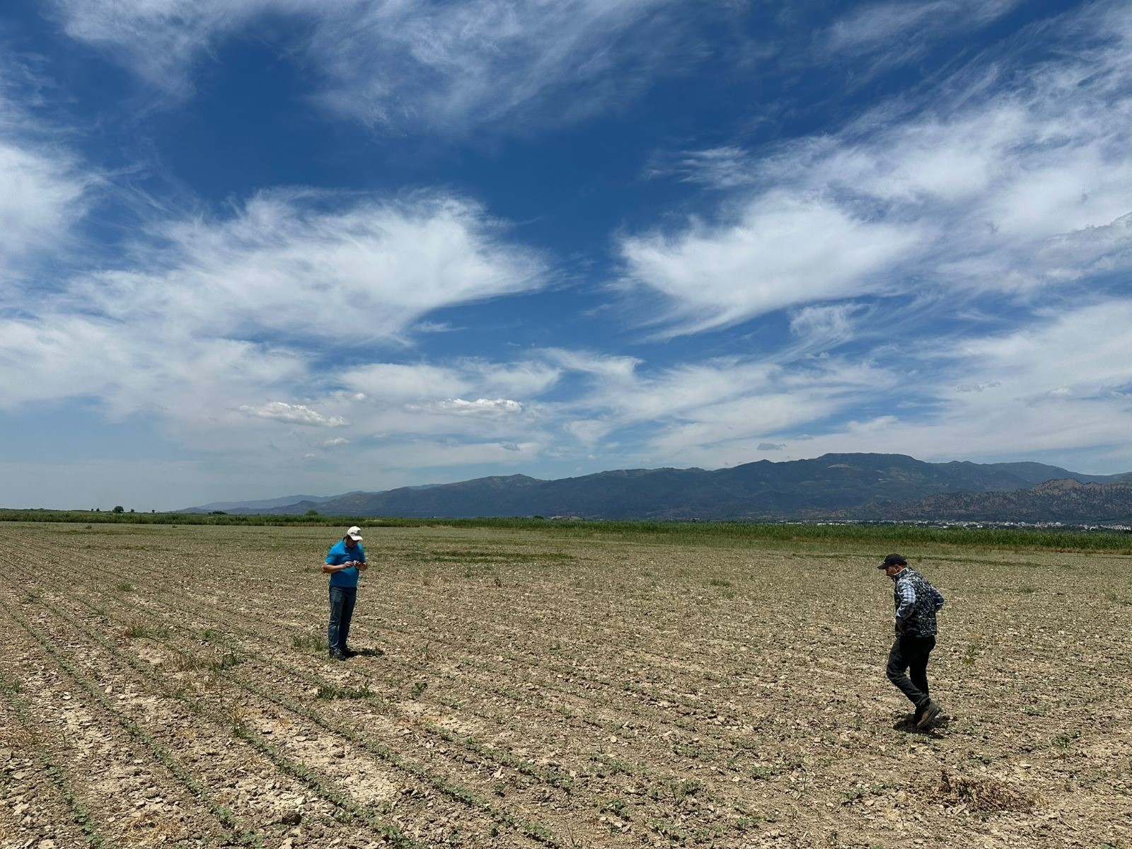 Aydın’da Çiftçileri Korkutan Gelişme (3)