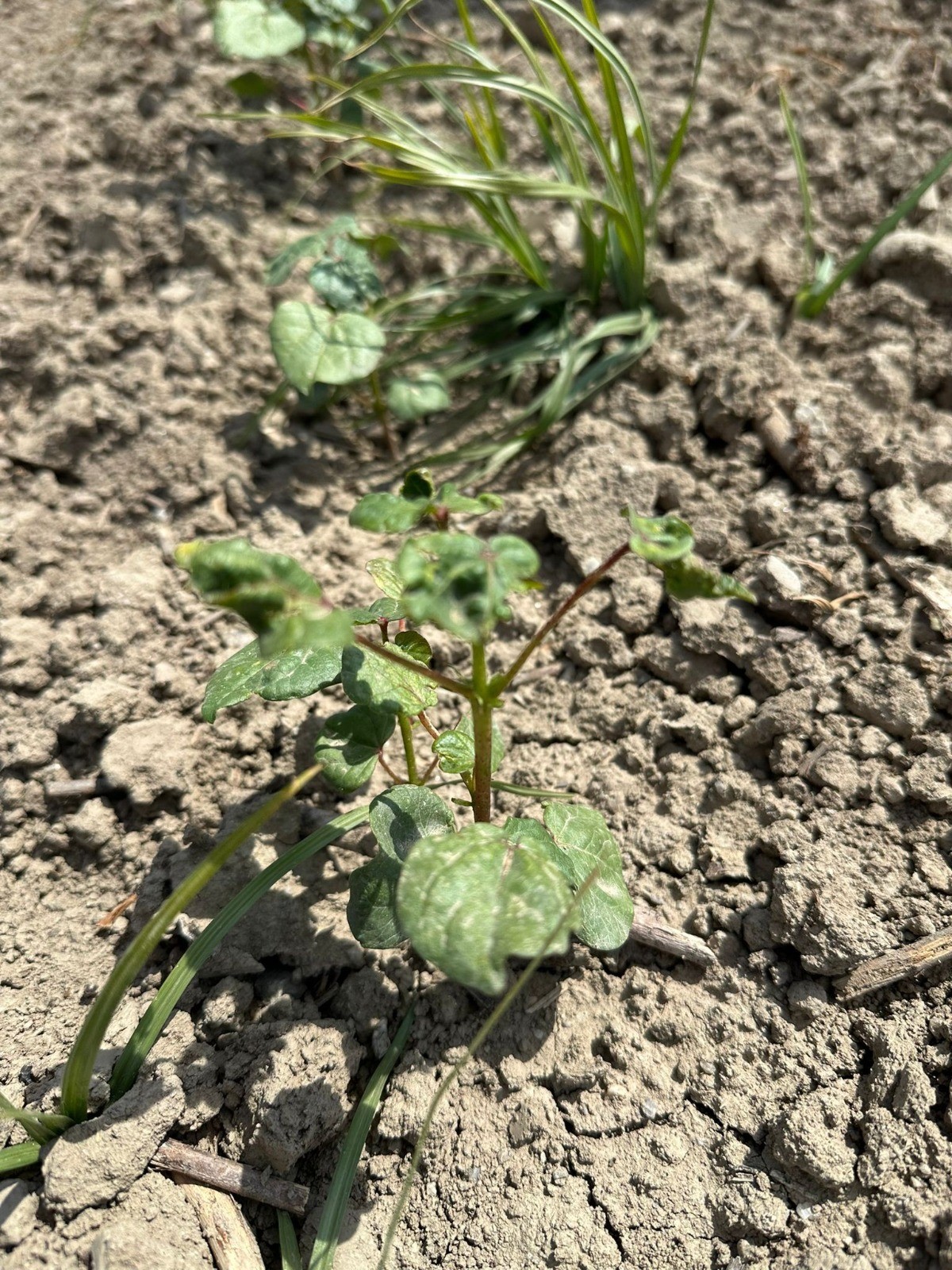 Aydın’da Çiftçileri Korkutan Gelişme (4)