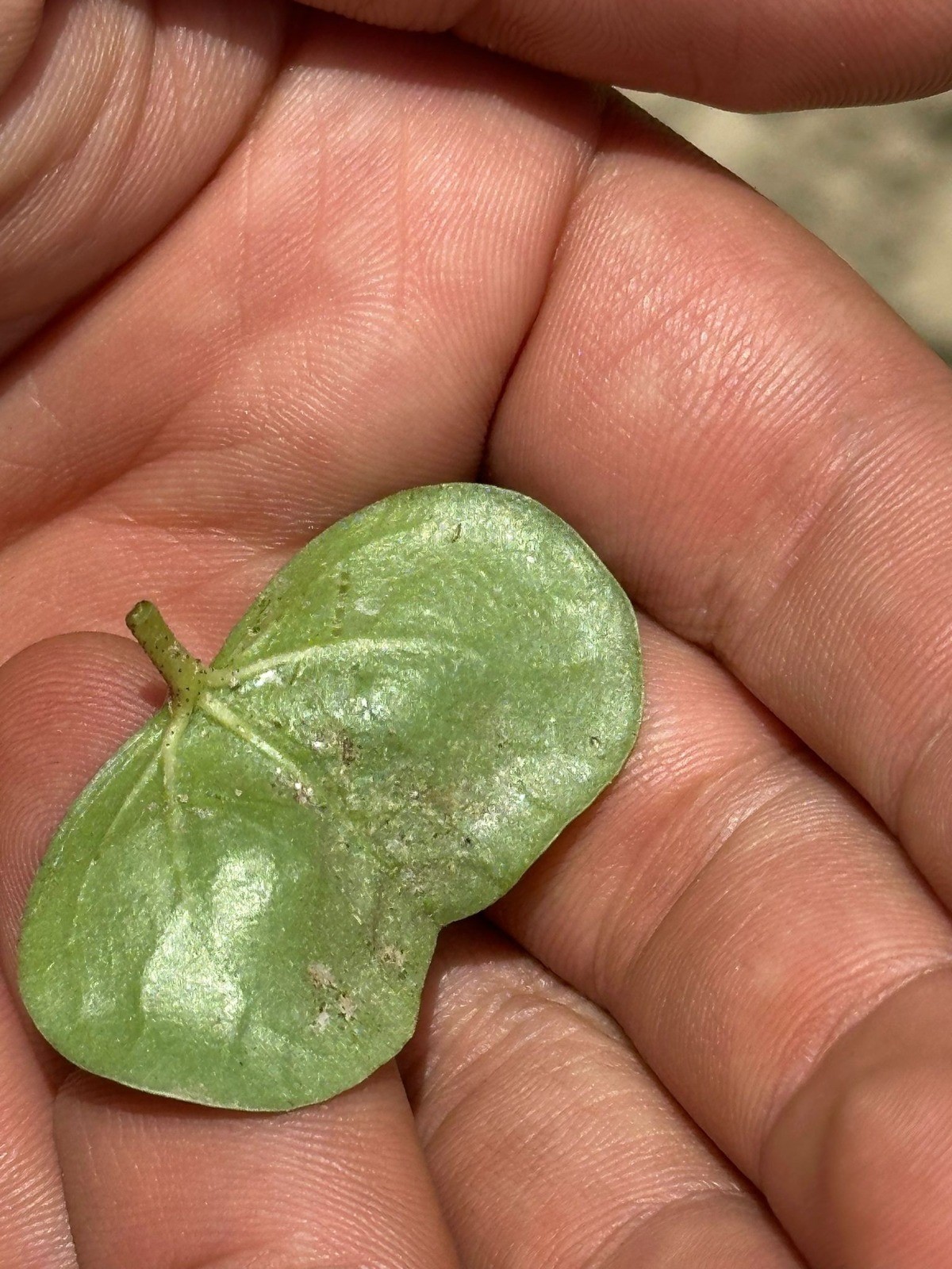 Aydın’da Çiftçileri Korkutan Gelişme (5)