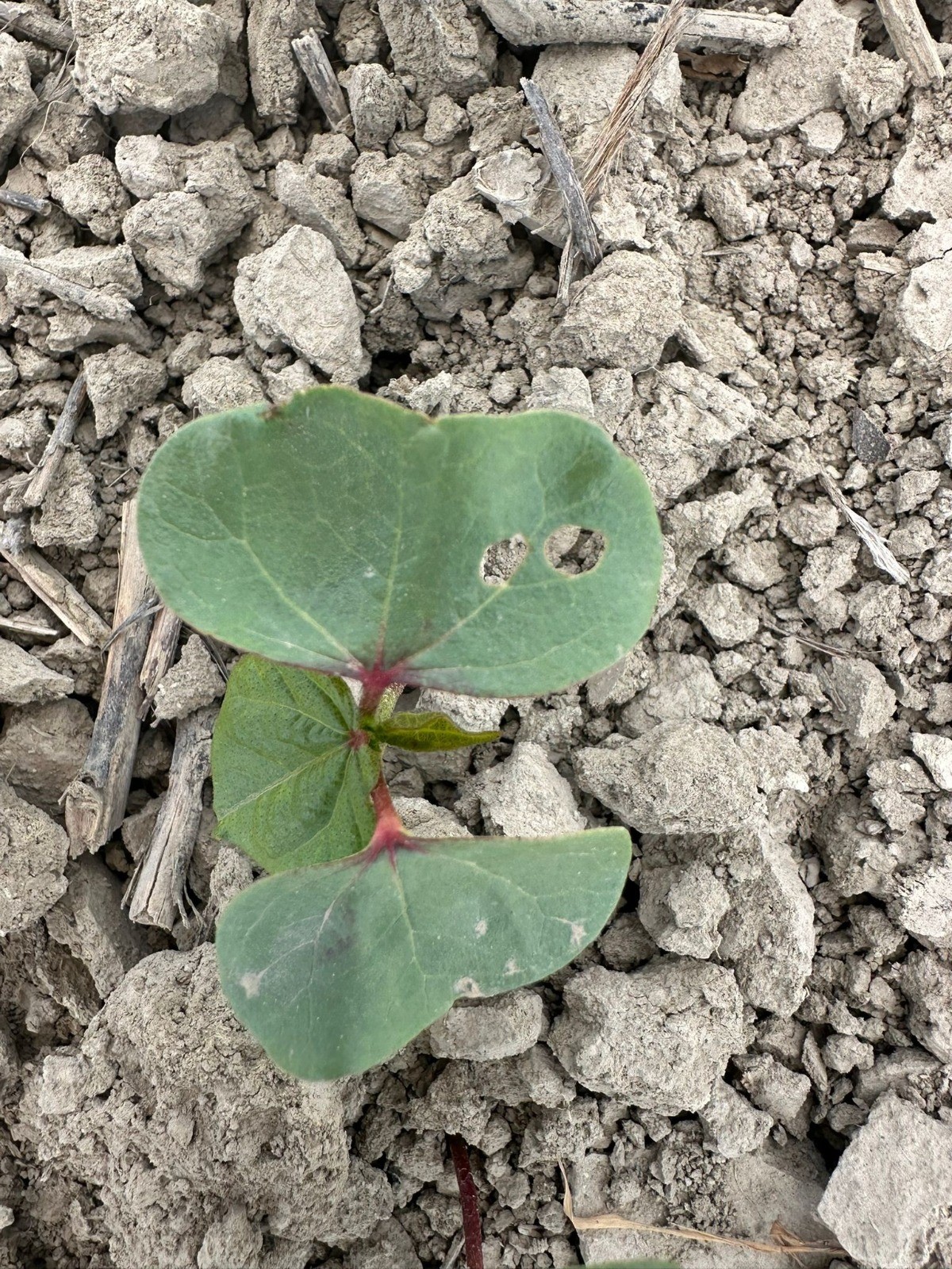 Aydın’da Çiftçileri Korkutan Gelişme (6)