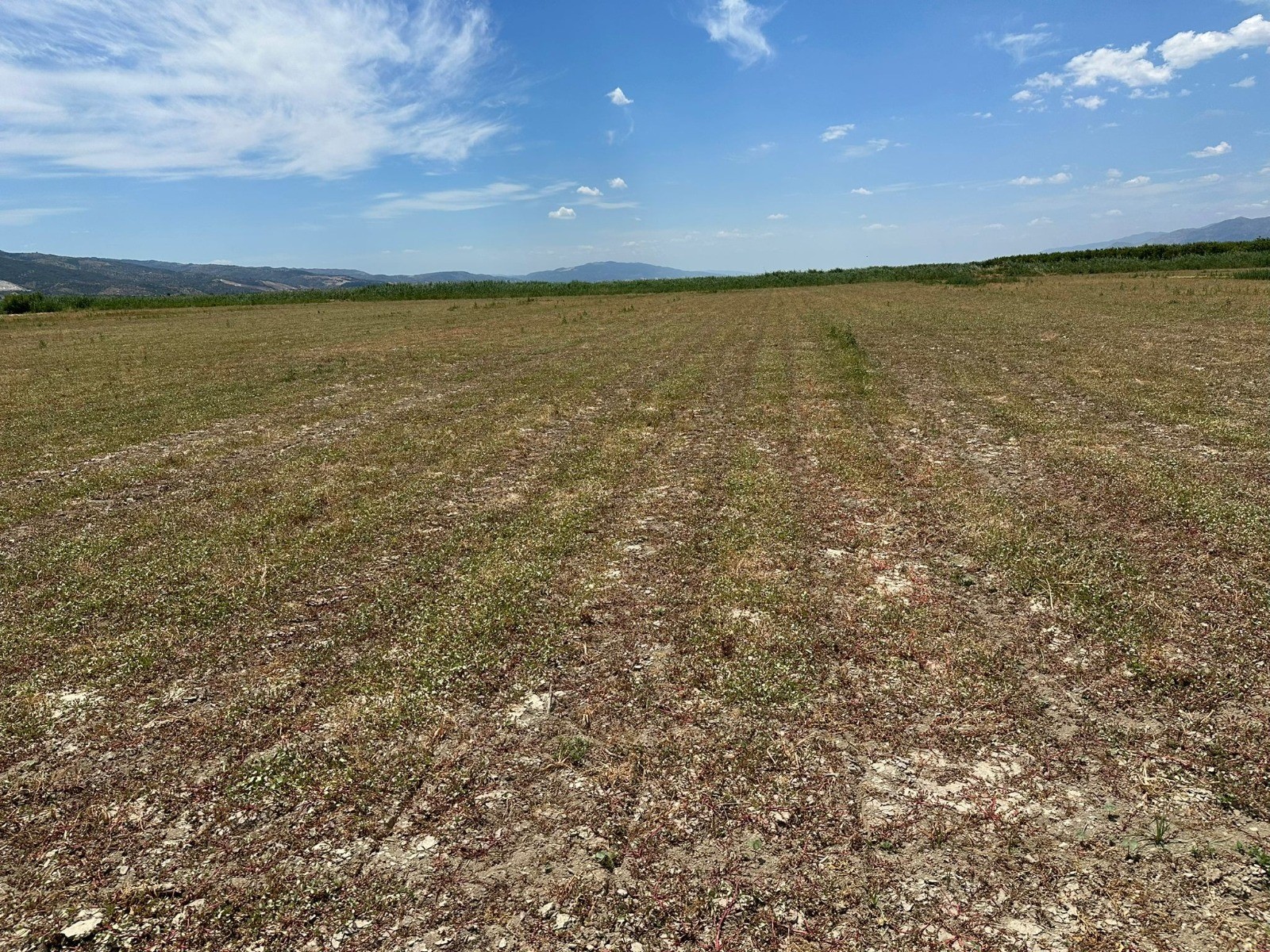 Aydın’da Çiftçileri Korkutan Gelişme (7)