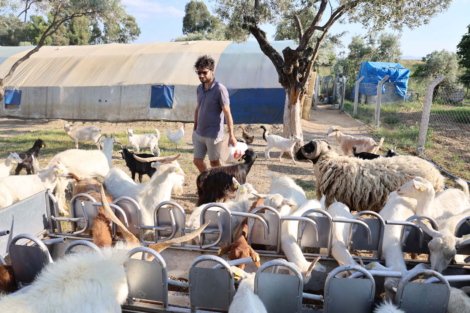 Aydın’da Çocuğuna Taze Süt Içirmek Için Keçi Aldı, Keçi Anaç Çıkınca 62 Yavrusu Oldu (2)