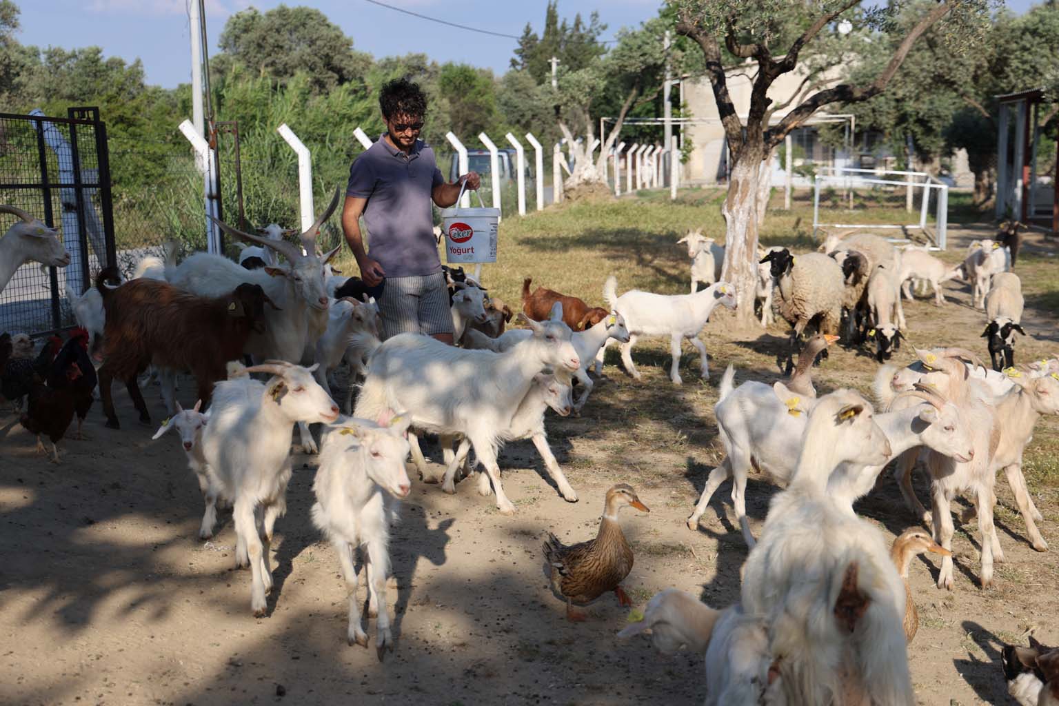 Aydın’da Çocuğuna Taze Süt Içirmek Için Keçi Aldı, Keçi Anaç Çıkınca 62 Yavrusu Oldu (3)
