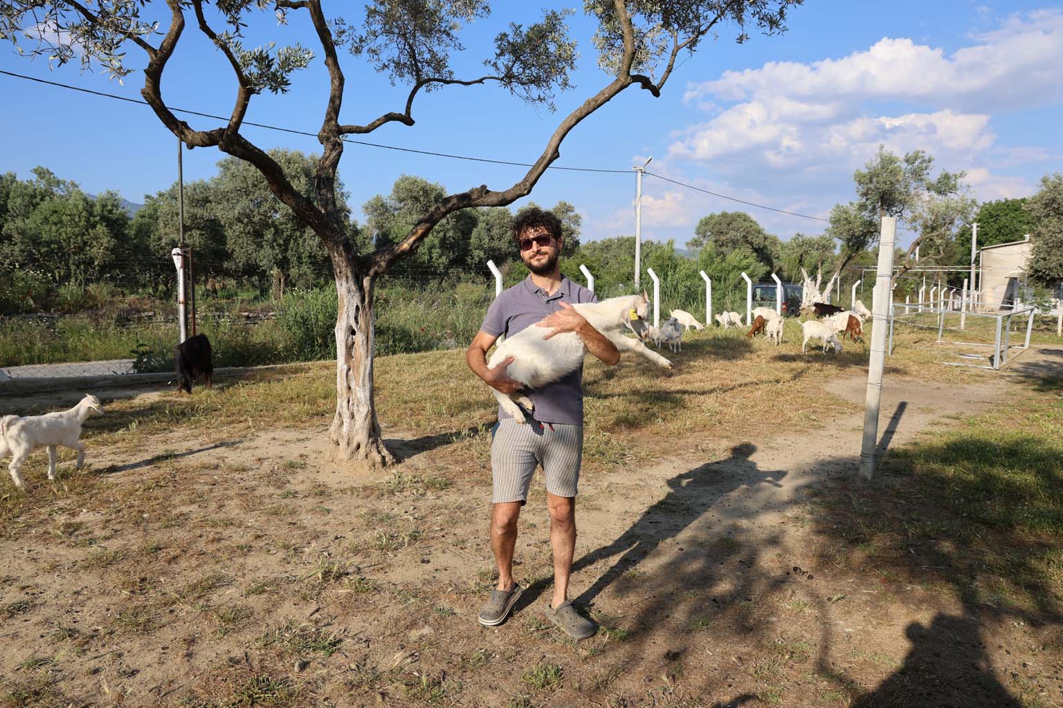 Aydın’da Çocuğuna Taze Süt Içirmek Için Keçi Aldı, Keçi Anaç Çıkınca 62 Yavrusu Oldu (4)