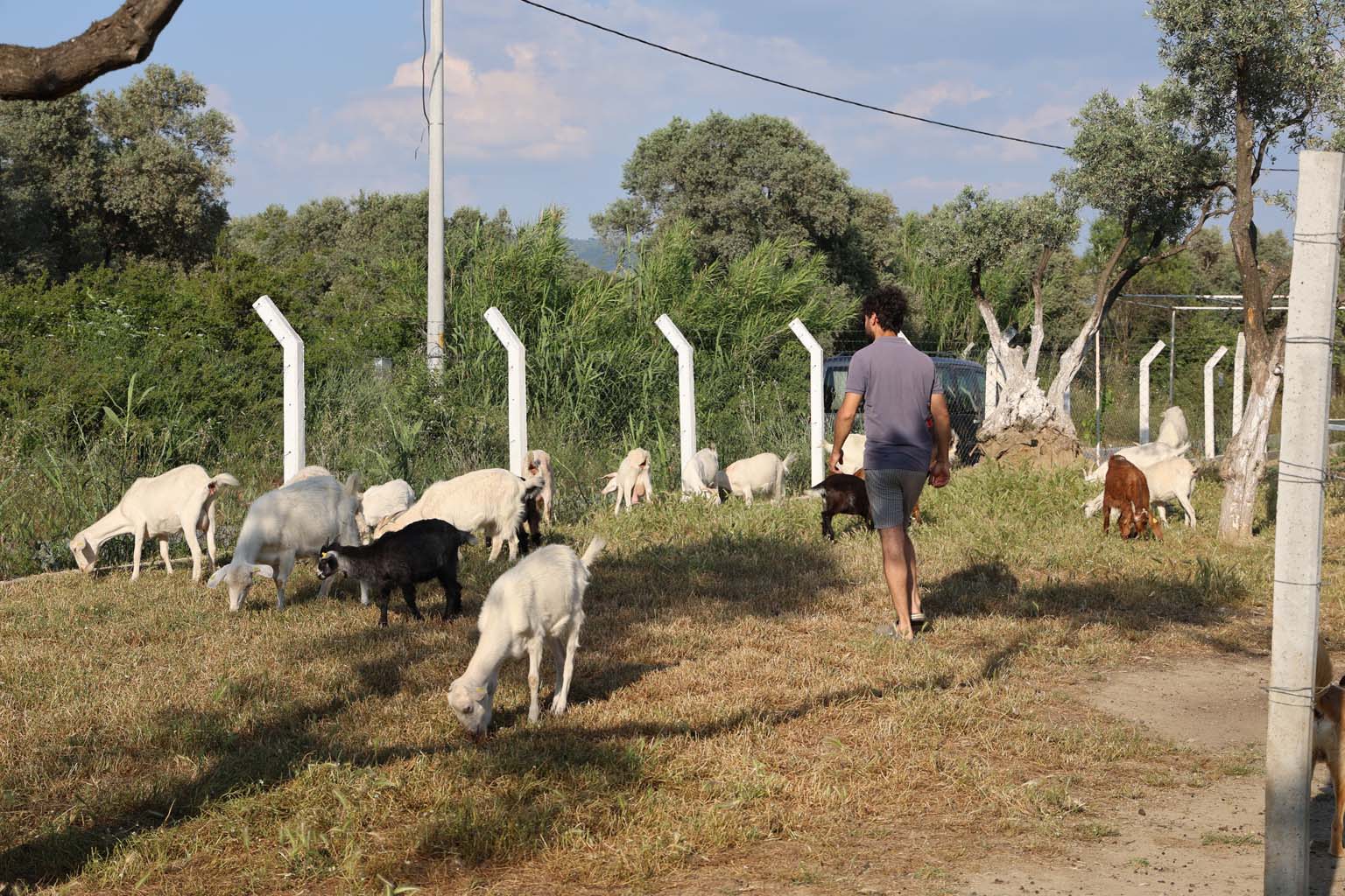 Aydın’da Çocuğuna Taze Süt Içirmek Için Keçi Aldı, Keçi Anaç Çıkınca 62 Yavrusu Oldu (5)