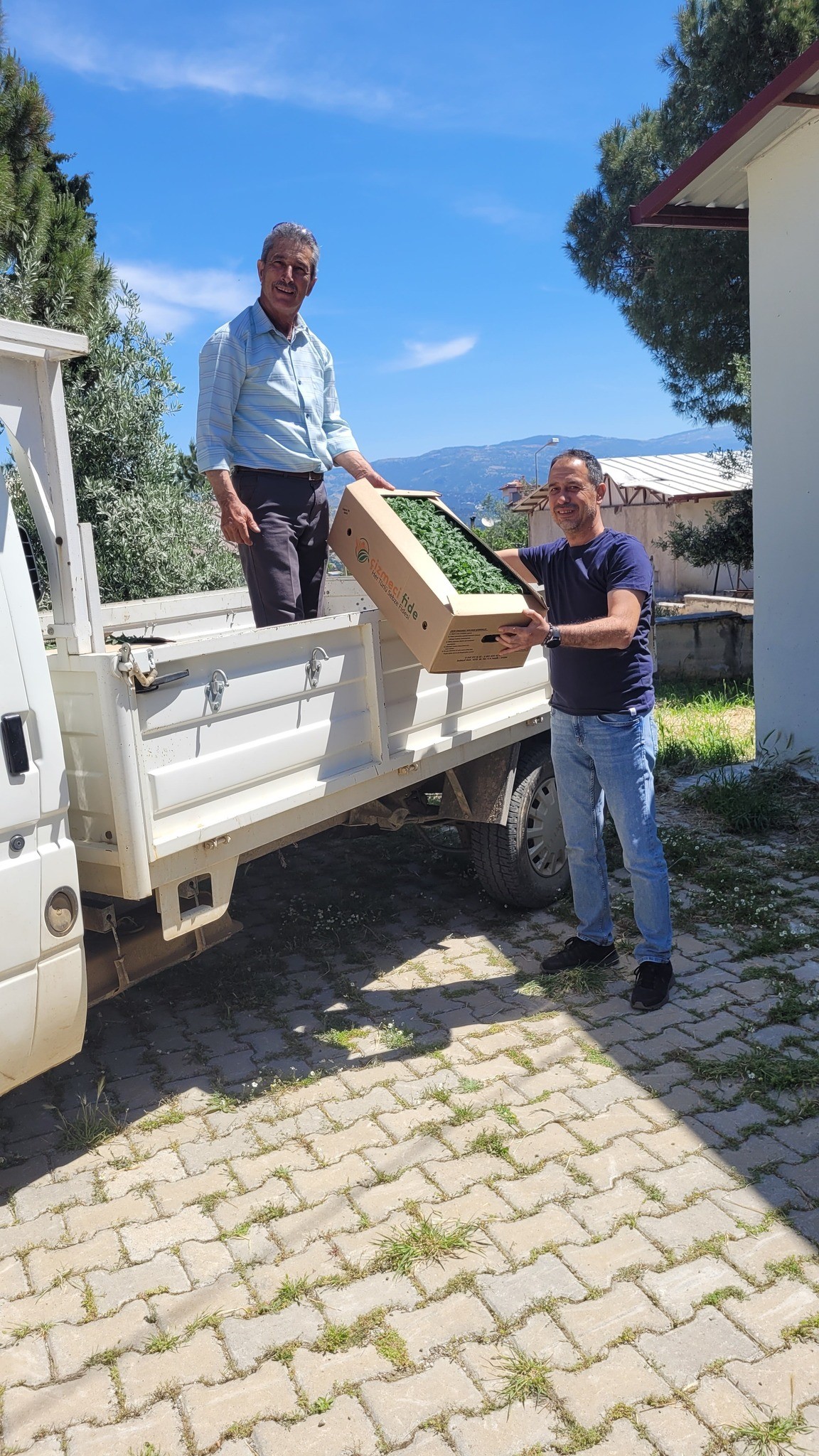 Aydın’da Domates Fidesi Dağıtılıyor (3)