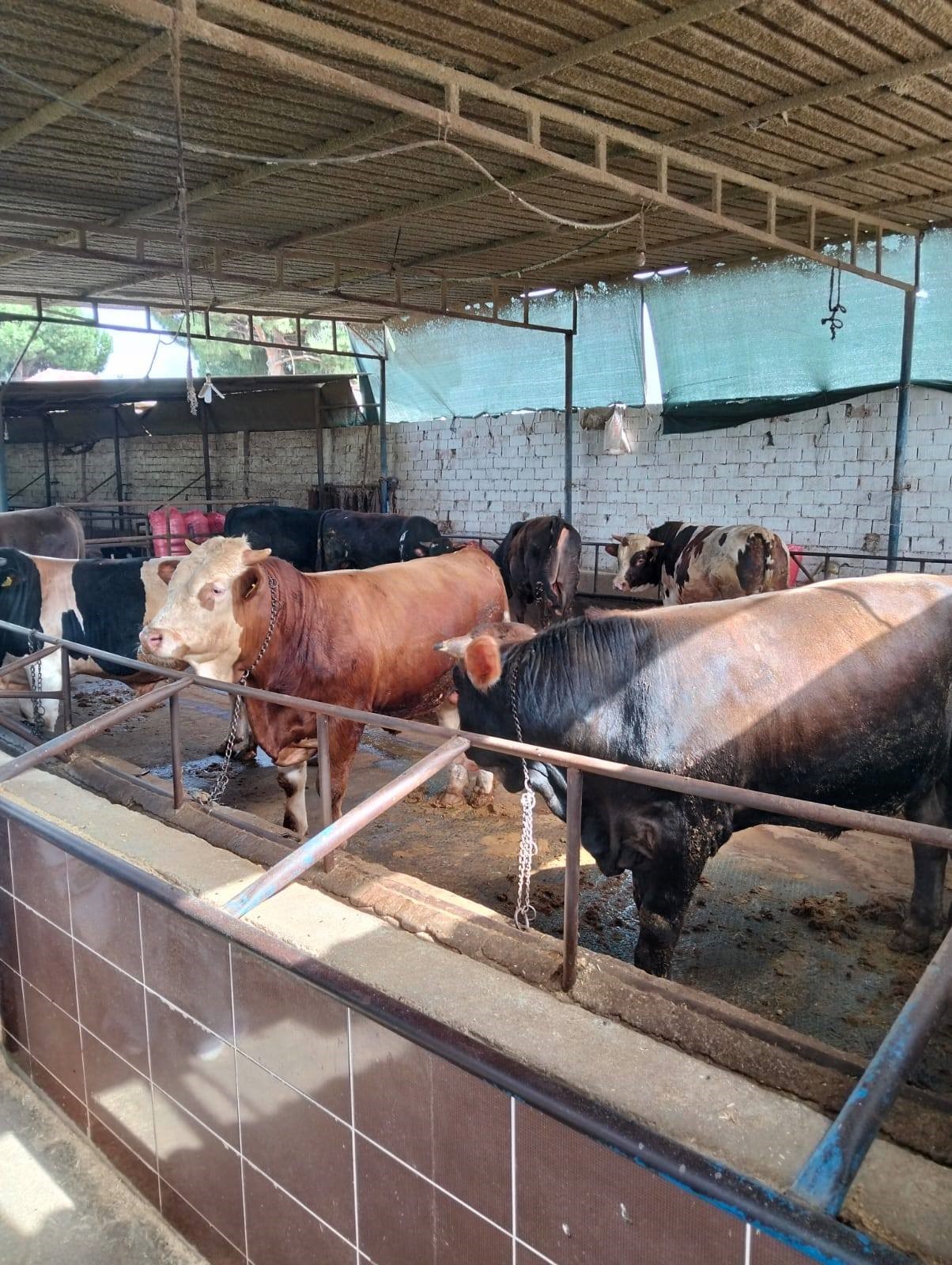 Aydın’da Ekipler Kurban Satış Yerlerinde (5)