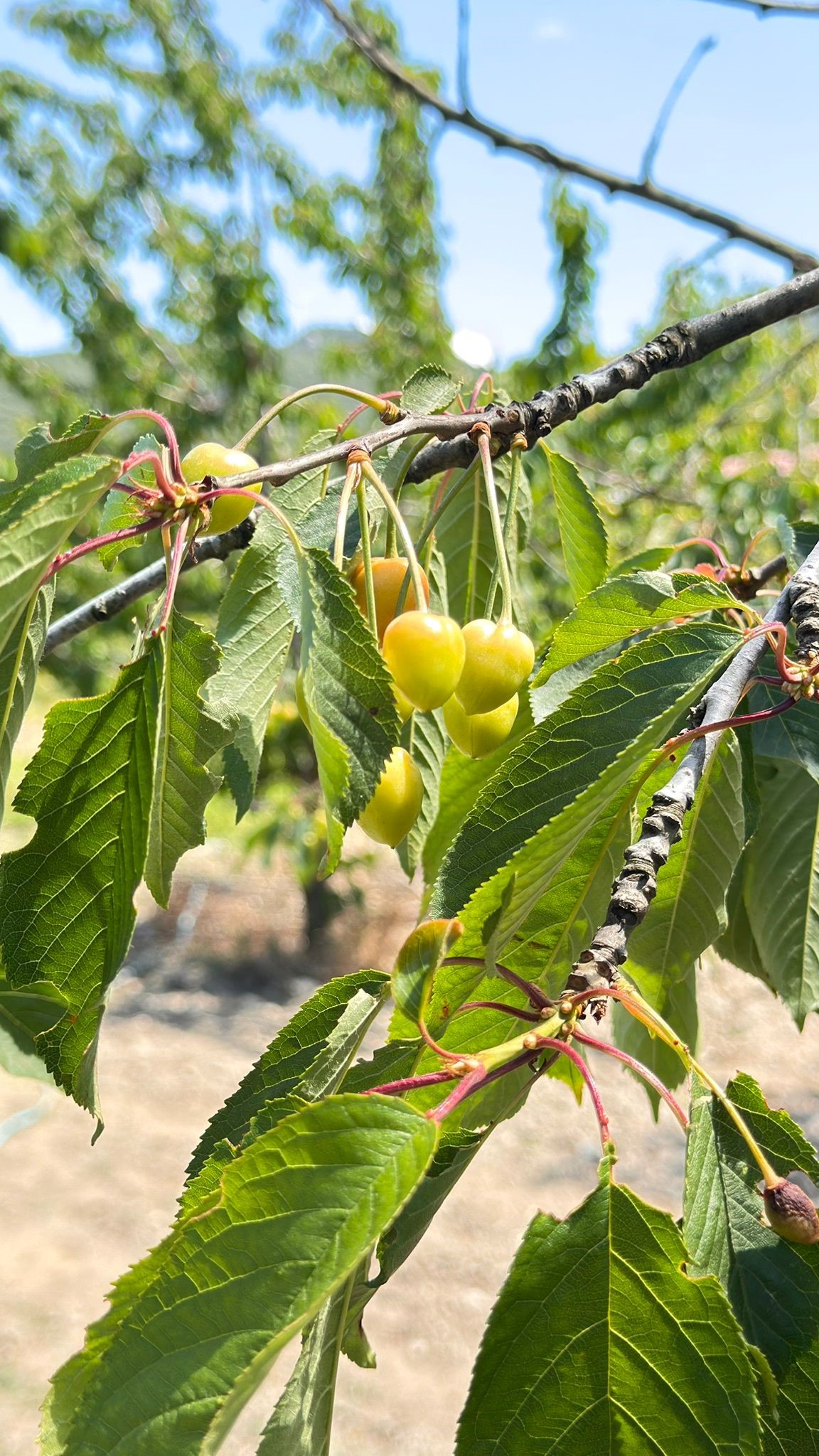 Aydın’da Hasada Soğuk Darbesi (2)