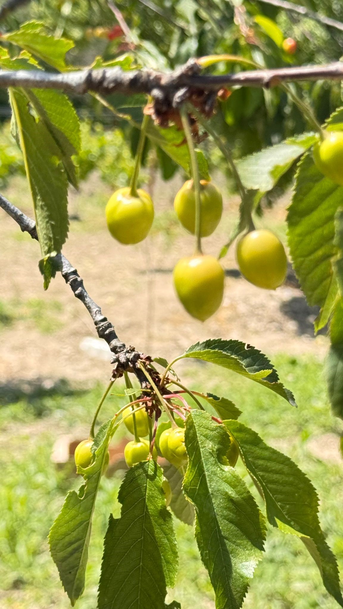 Aydın’da Hasada Soğuk Darbesi (3)
