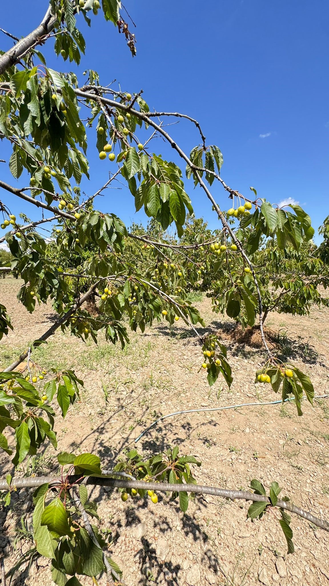 Aydın’da Hasada Soğuk Darbesi (4)