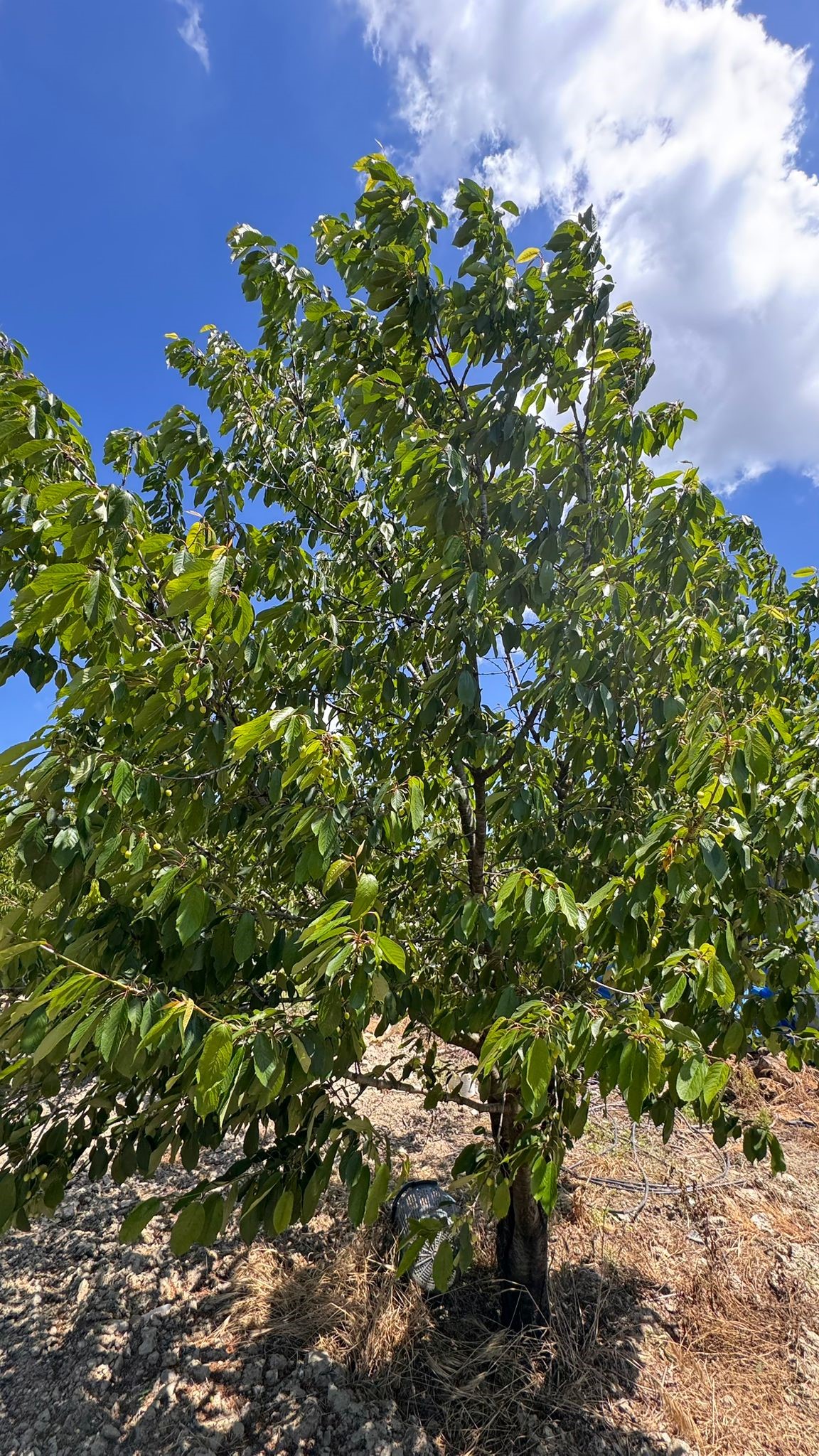 Aydın’da Hasada Soğuk Darbesi (5)