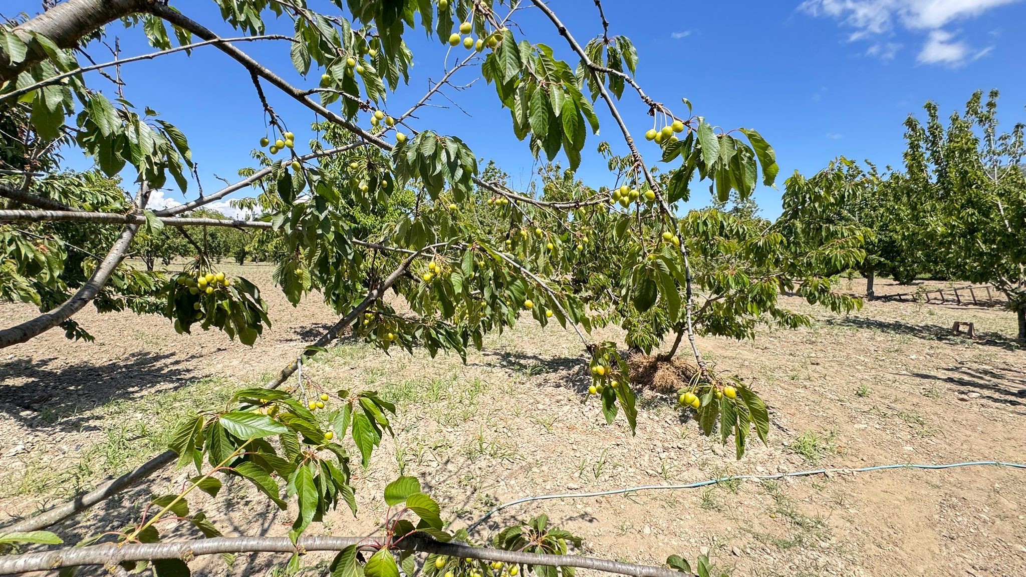 Aydın’da Hasada Soğuk Darbesi