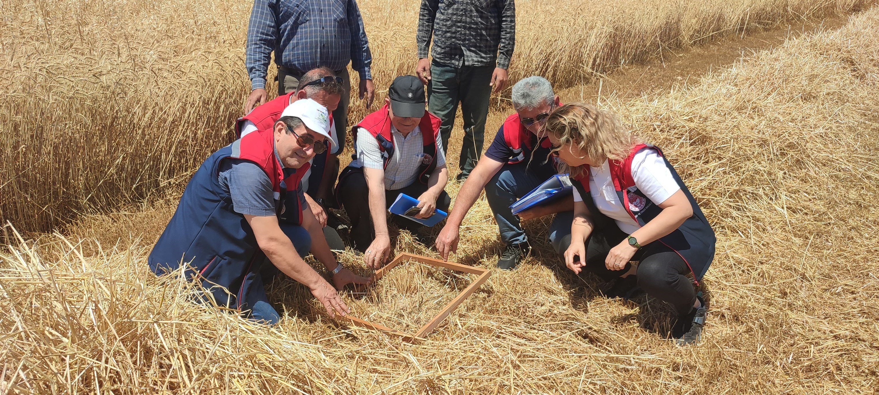 Aydın’da Hasat Başladı (2)