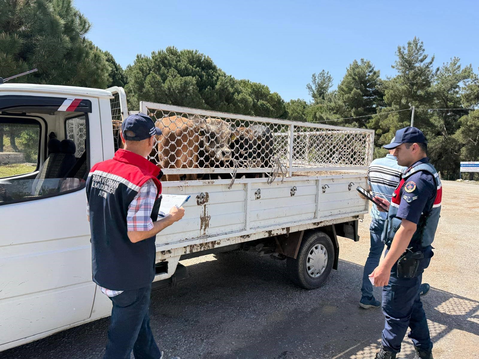 Aydın’da Hayvan Taşıyan Araçlar Tek Tek Incelendi (4)