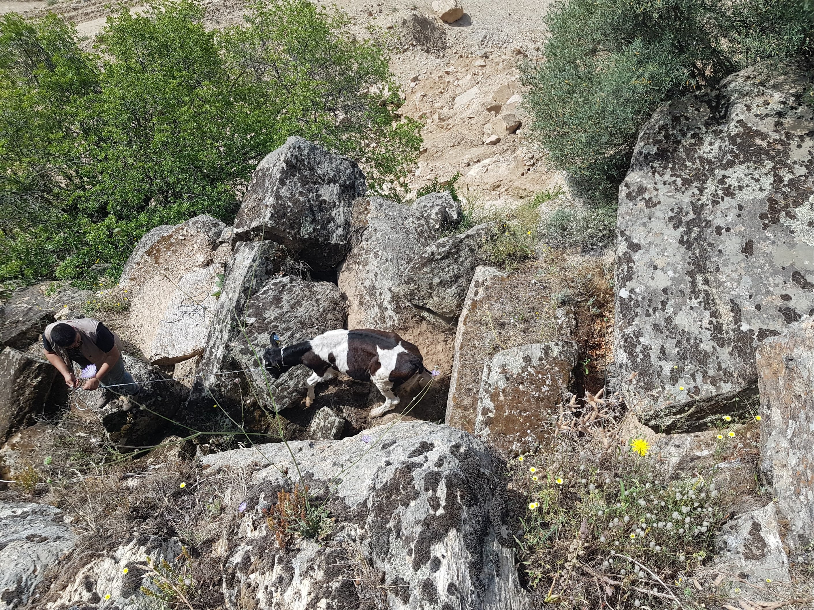 Aydın’da Kaybolan Inekler Uçurumda Bulundu
