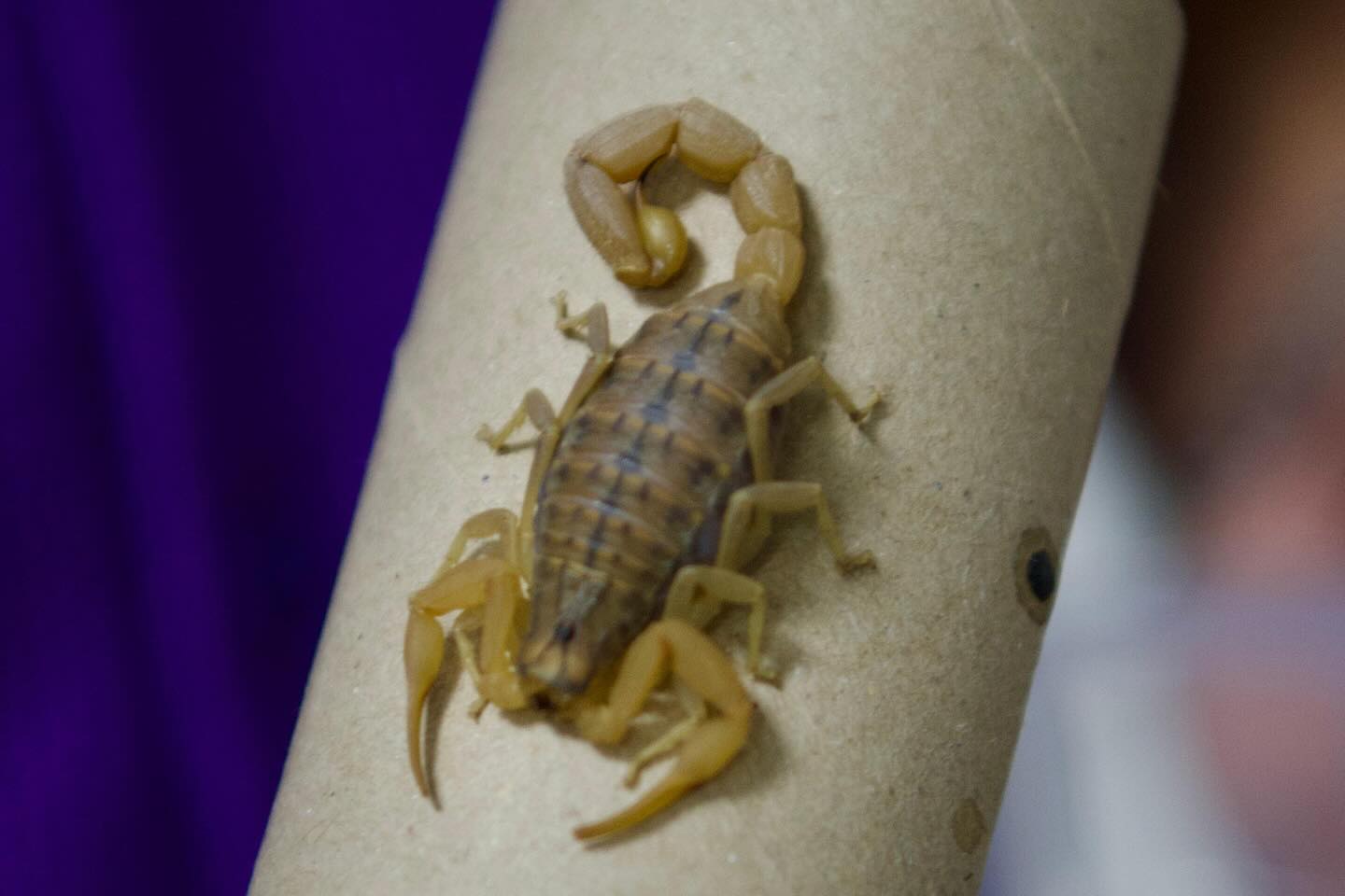 Aydın’da Kuruldu, Türkiye’de Bir Ilk.. İçerisinde 850 Adet Sarı Akrep Var (3)