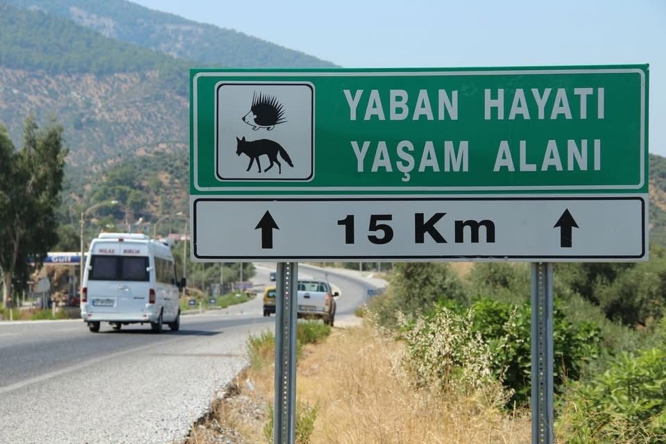 Aydın’da Saz Kedisi Arabanın Altında Kaldı (4)