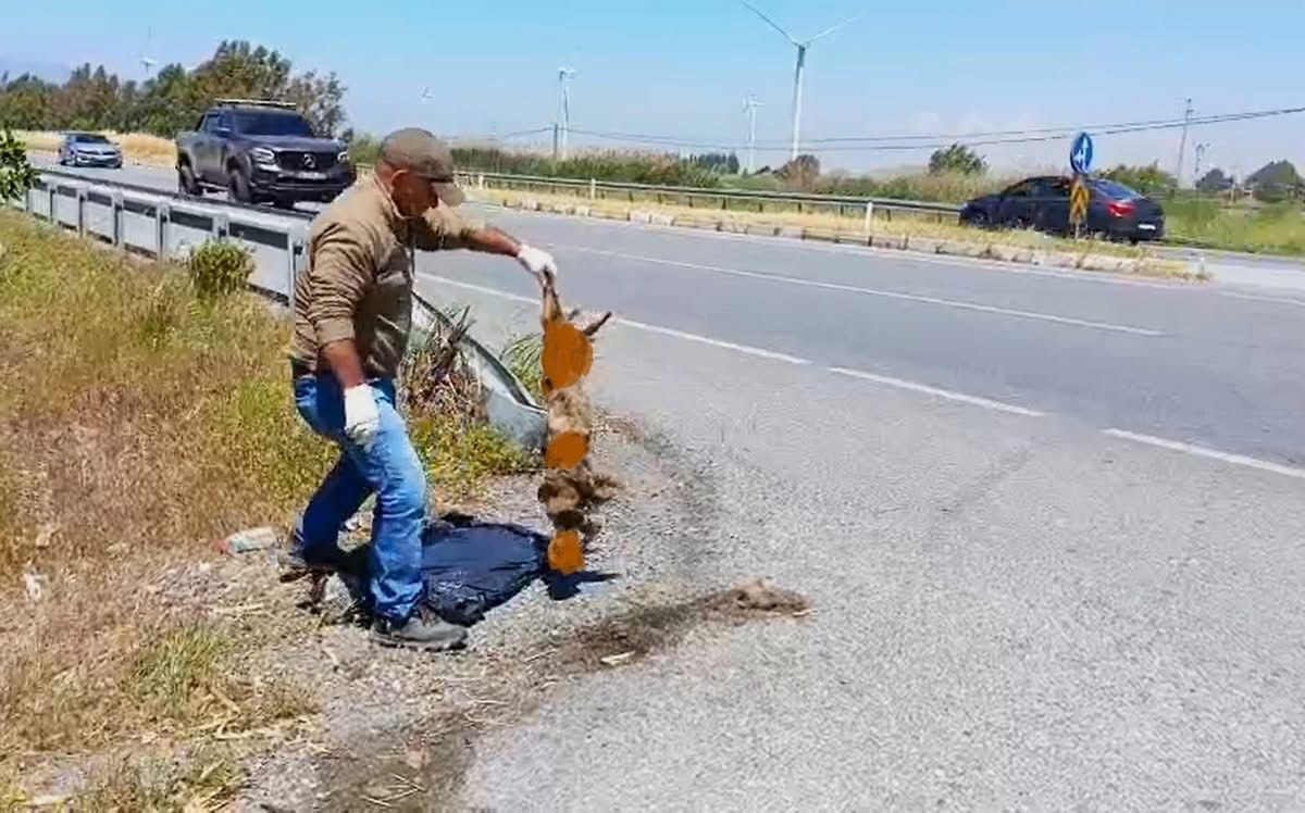 Aydın’da Saz Kedisi Arabanın Altında Kaldı