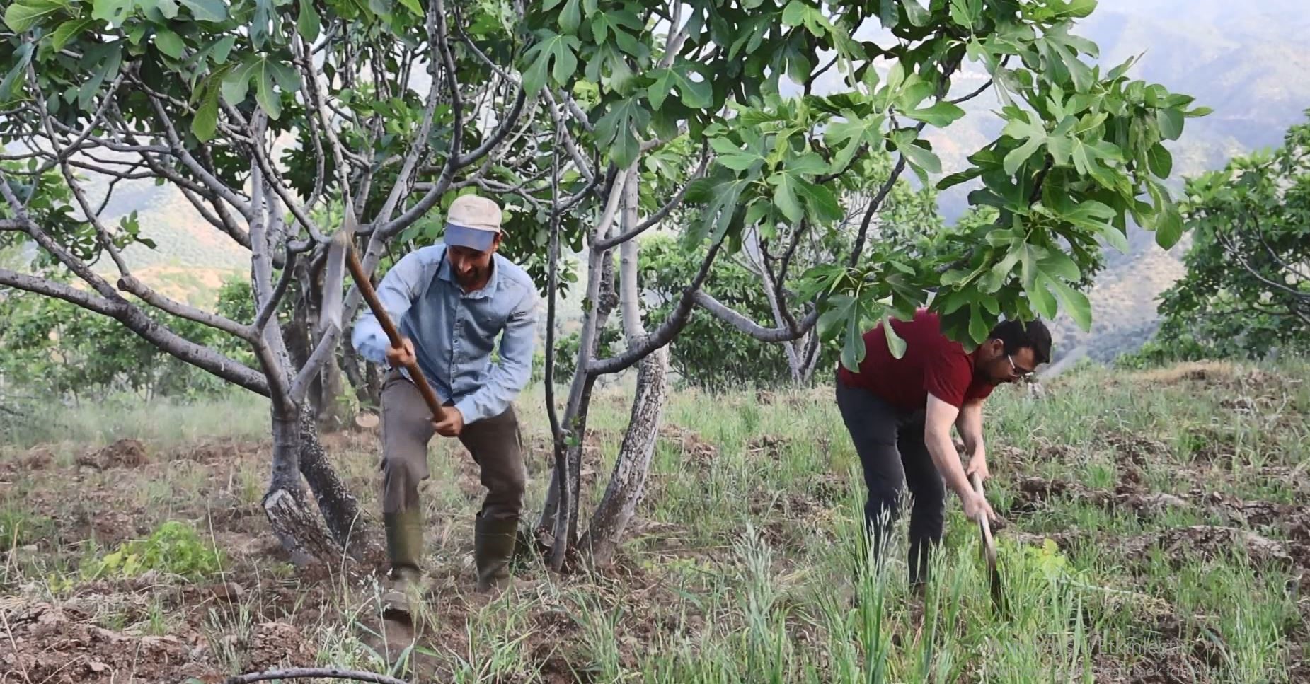 Aydın’da Üreticiler Sezon Hazırlığına Başladı (3)
