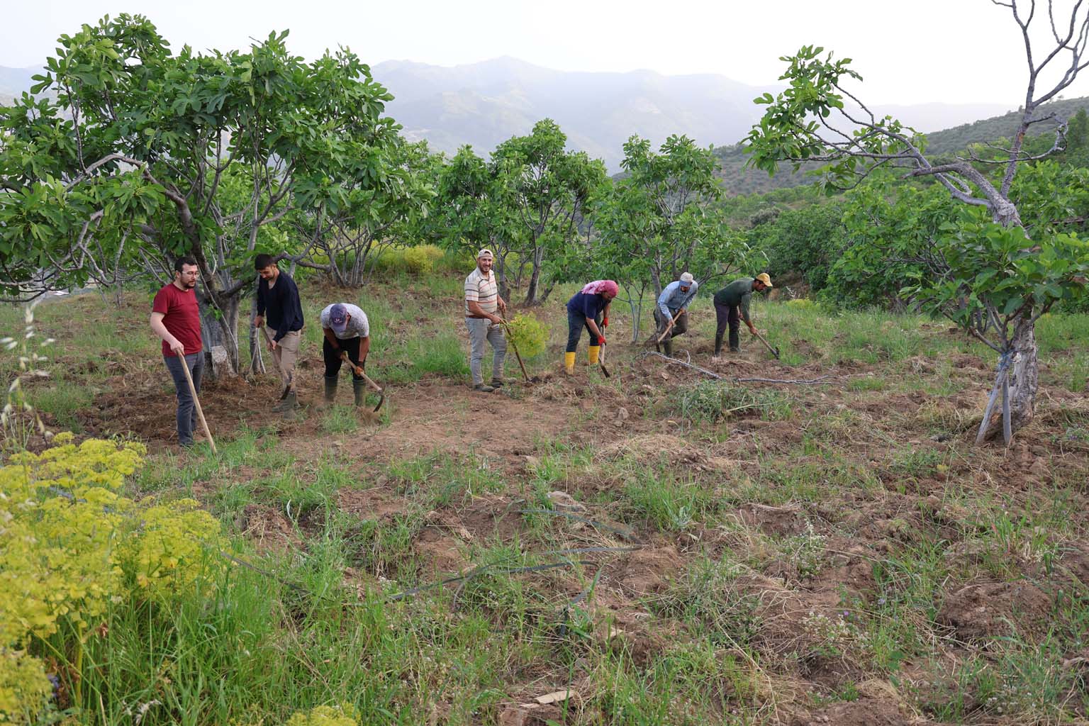 Aydın’da Üreticiler Sezon Hazırlığına Başladı (5)