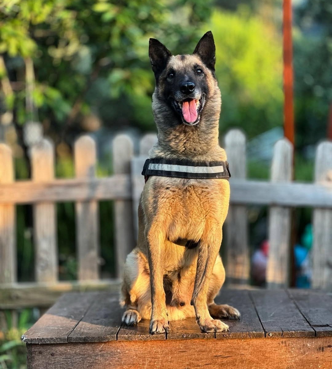 Aydın’da Yaşıyordu.. Çok Sayıda Yaşamın Kurtulmasına Yardımcı Olmuştu.. Bob’u Kaybetti (3)