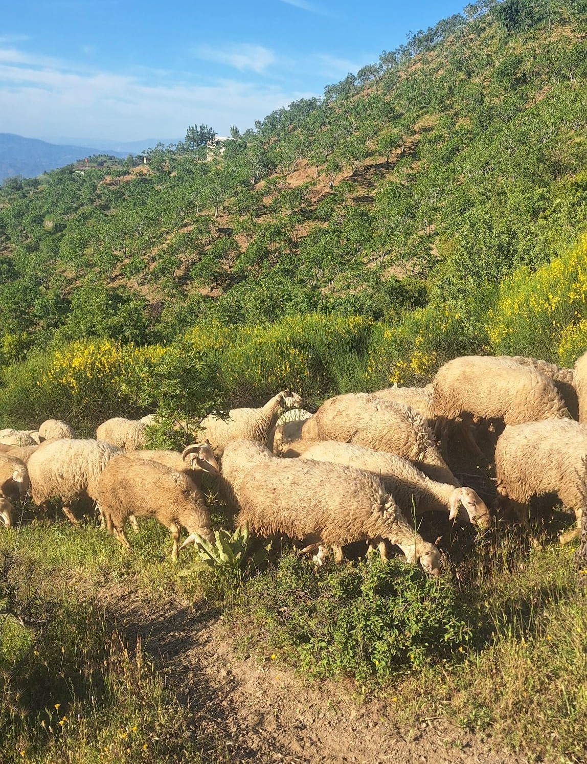 Aydın’da Yayla Yolculuğu Başladı (2)