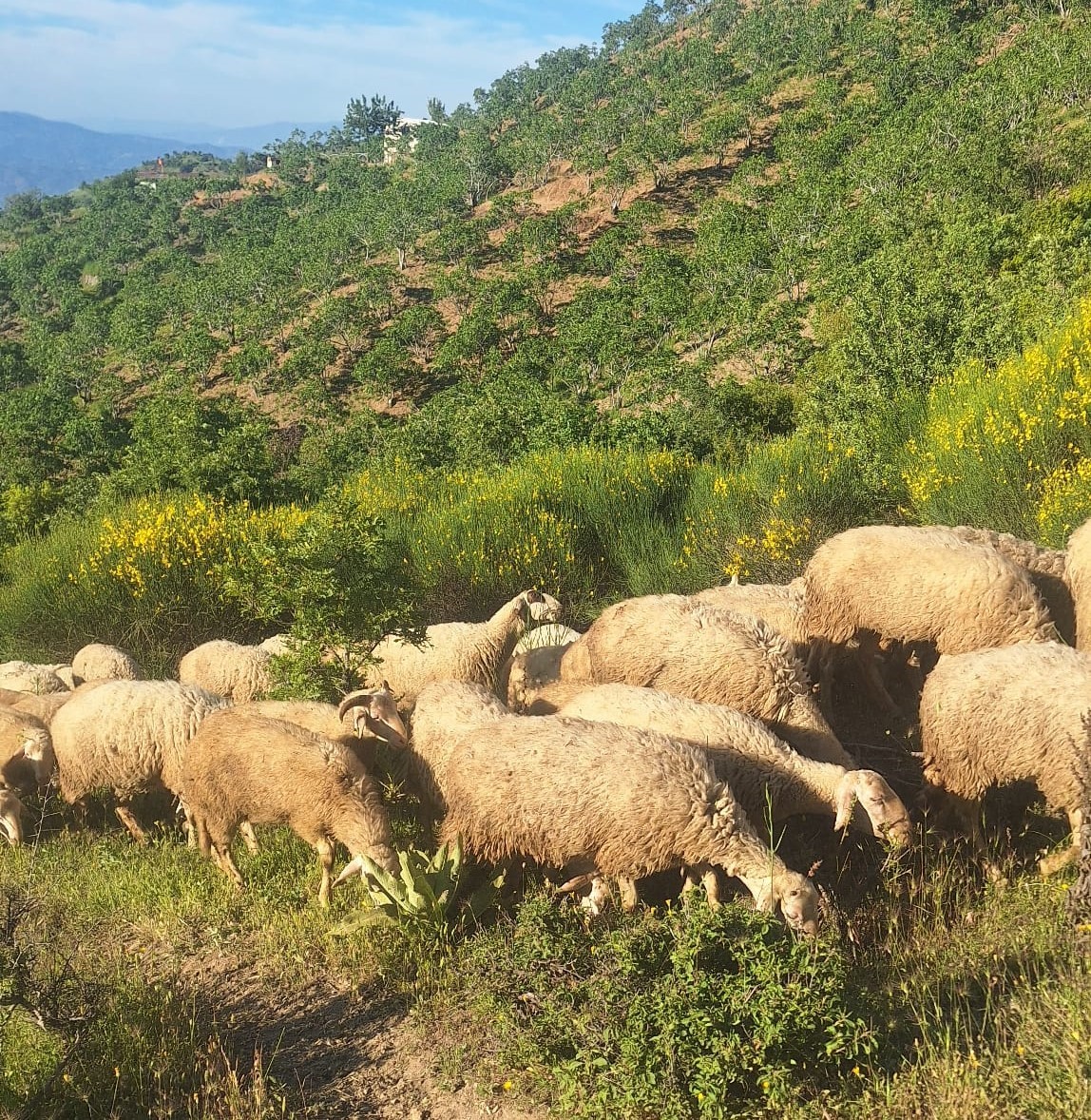 Aydın’da Yayla Yolculuğu Başladı (3)