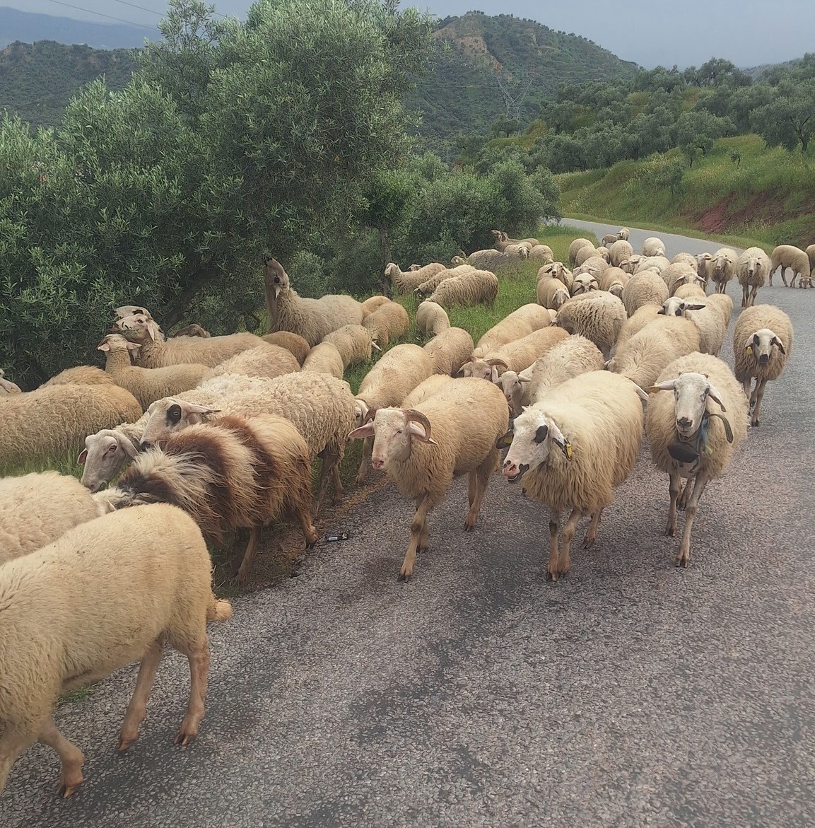 Aydın’da Yayla Yolculuğu Başladı (5)