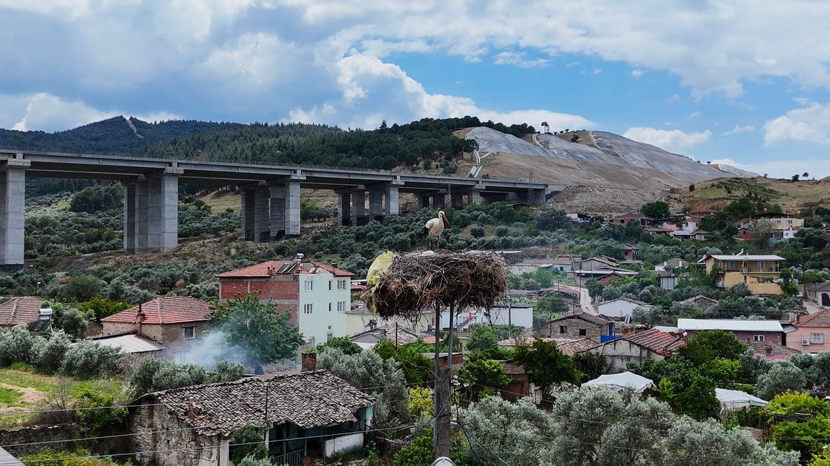 Aydın’daki Leylek Nüfusu Belirlendi (2)