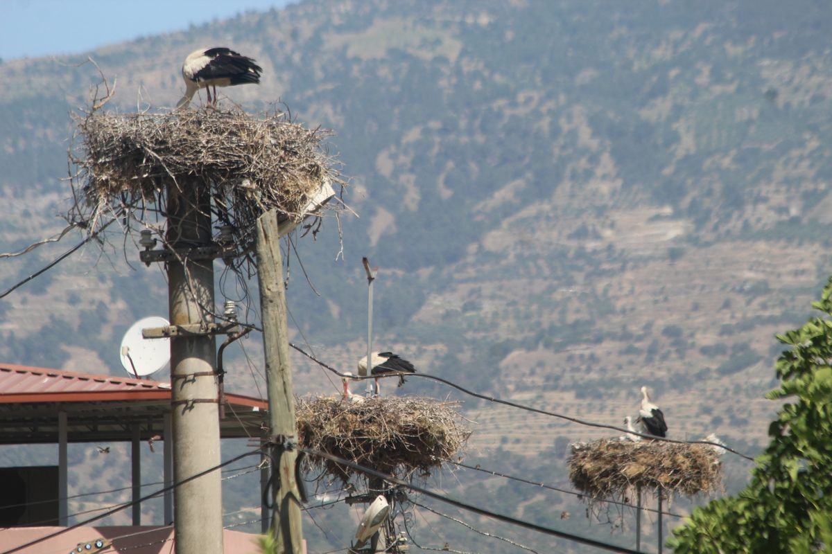 Aydın’daki Leylek Nüfusu Belirlendi (6)